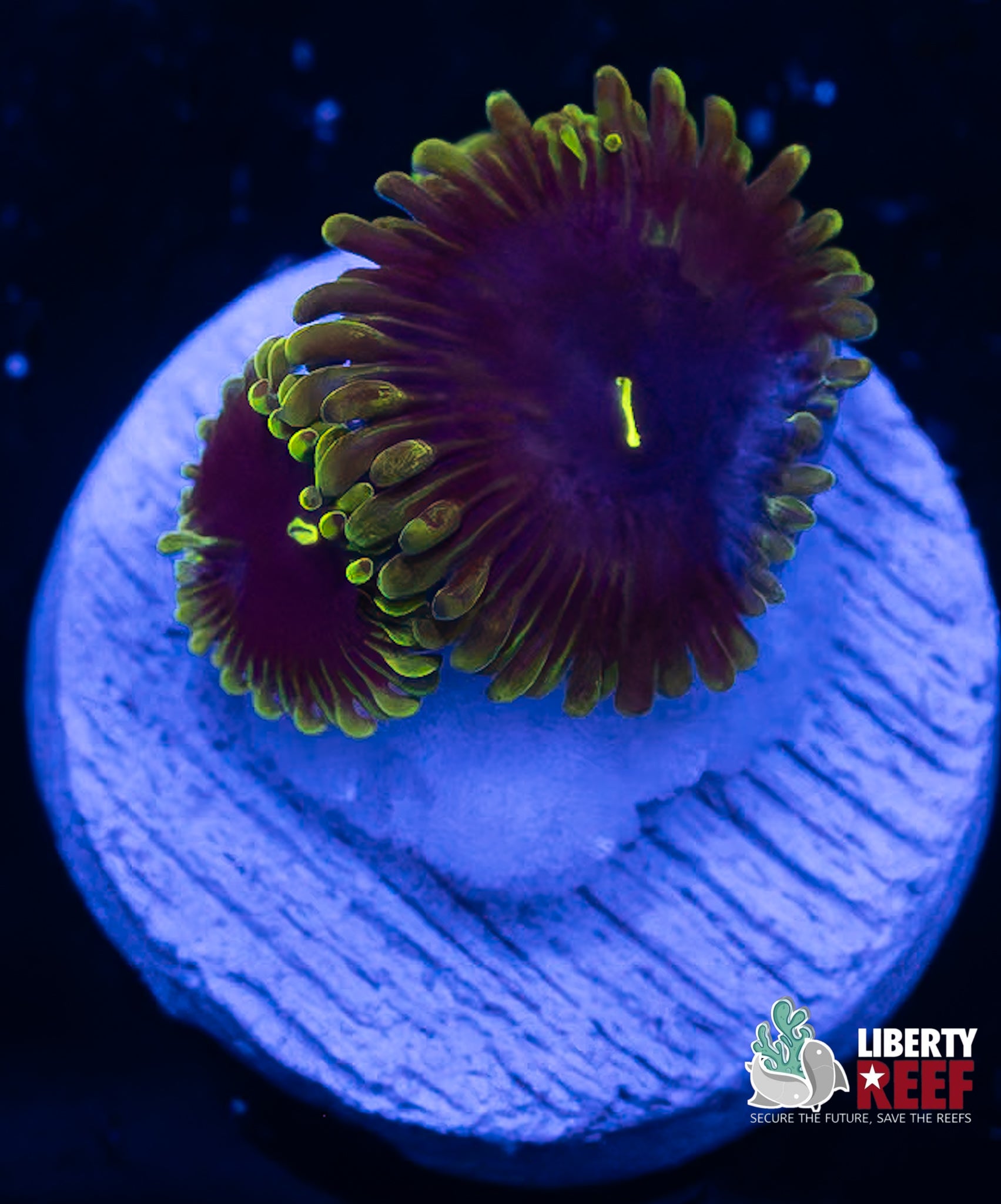 OG Purple People Eater Zoas