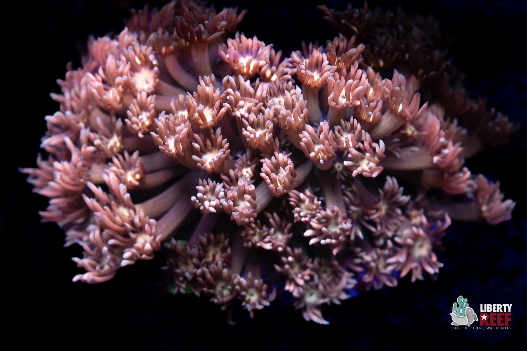 Pastel Pink Goni Colony