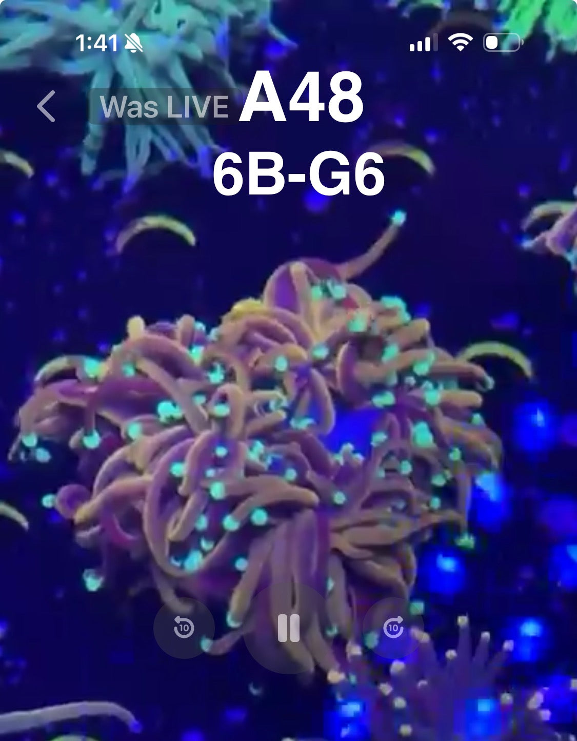 Facebook Live Auctioning
