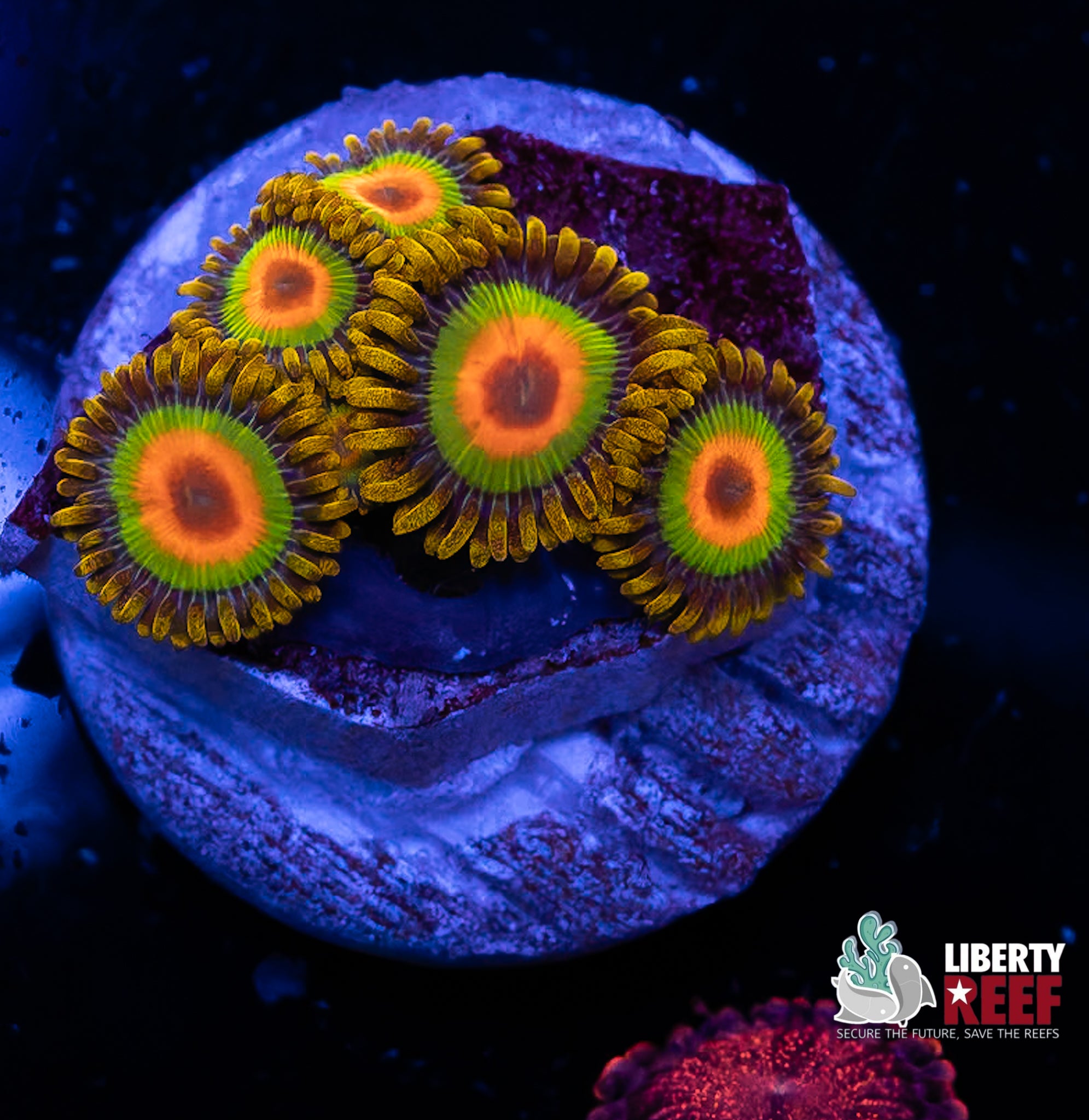 Rasta Zoas