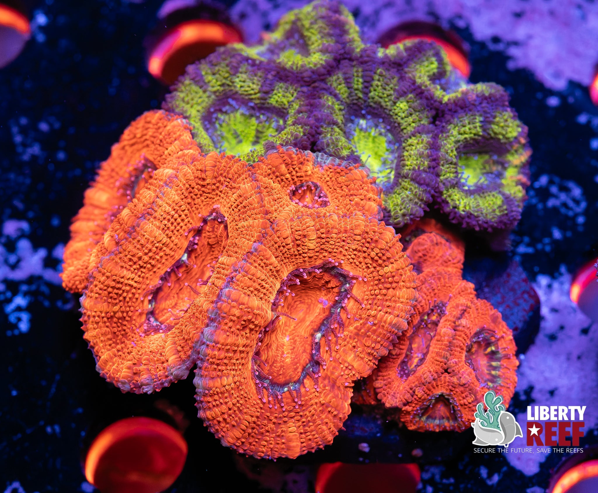 Ultra Acan Garden