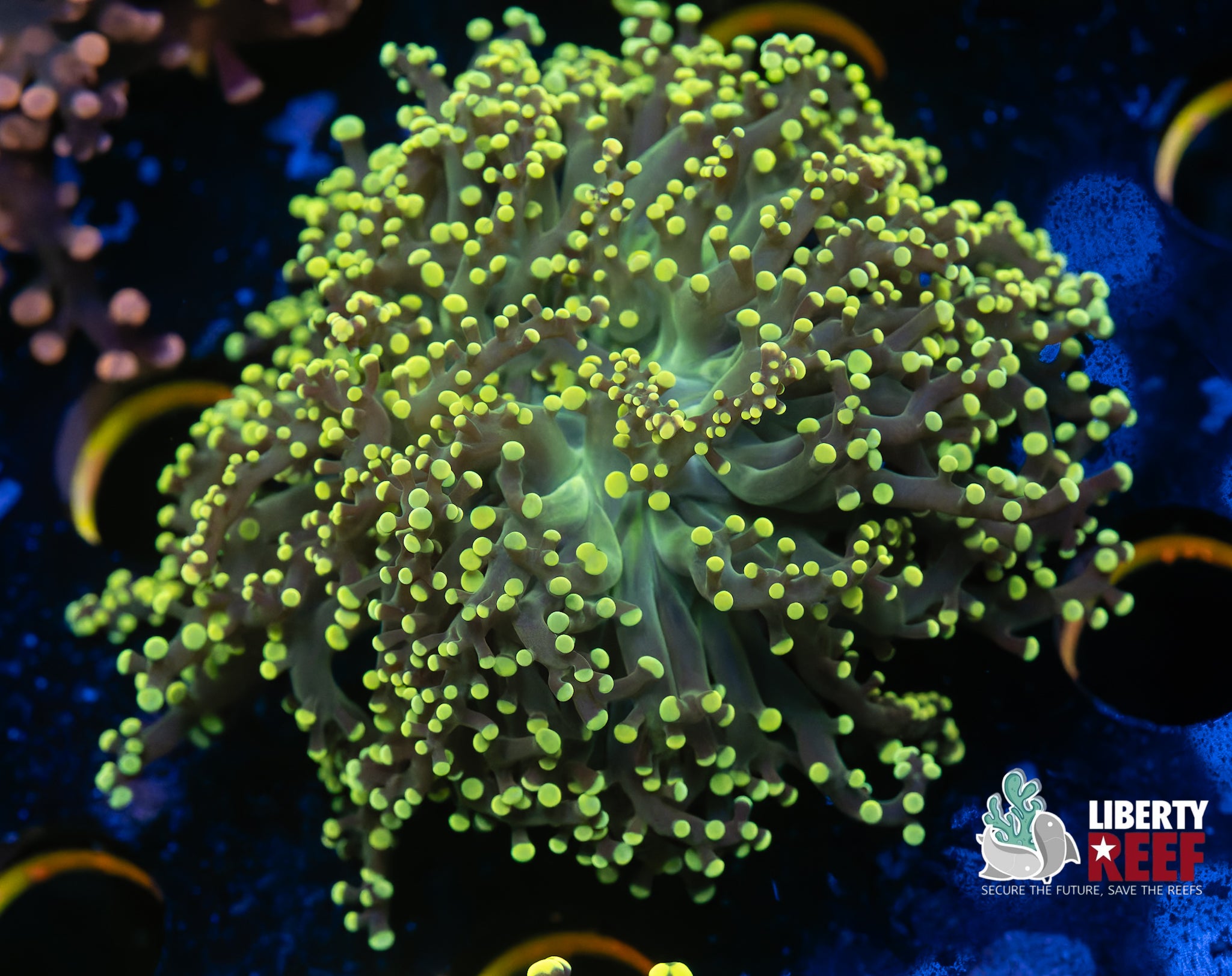 Lemon Lime Frogspawn