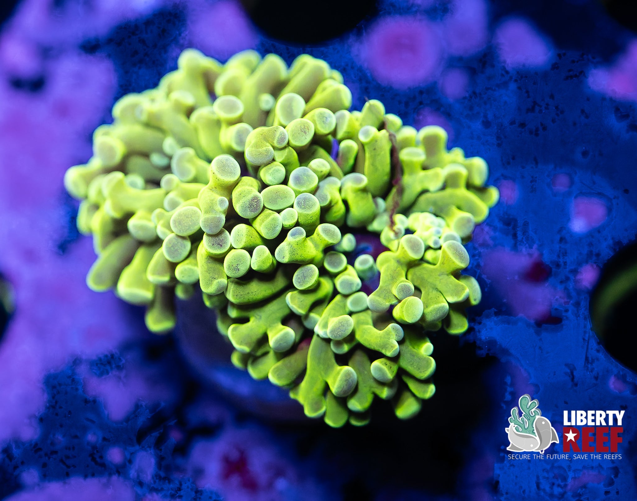 Lemon Lime Frogspawn