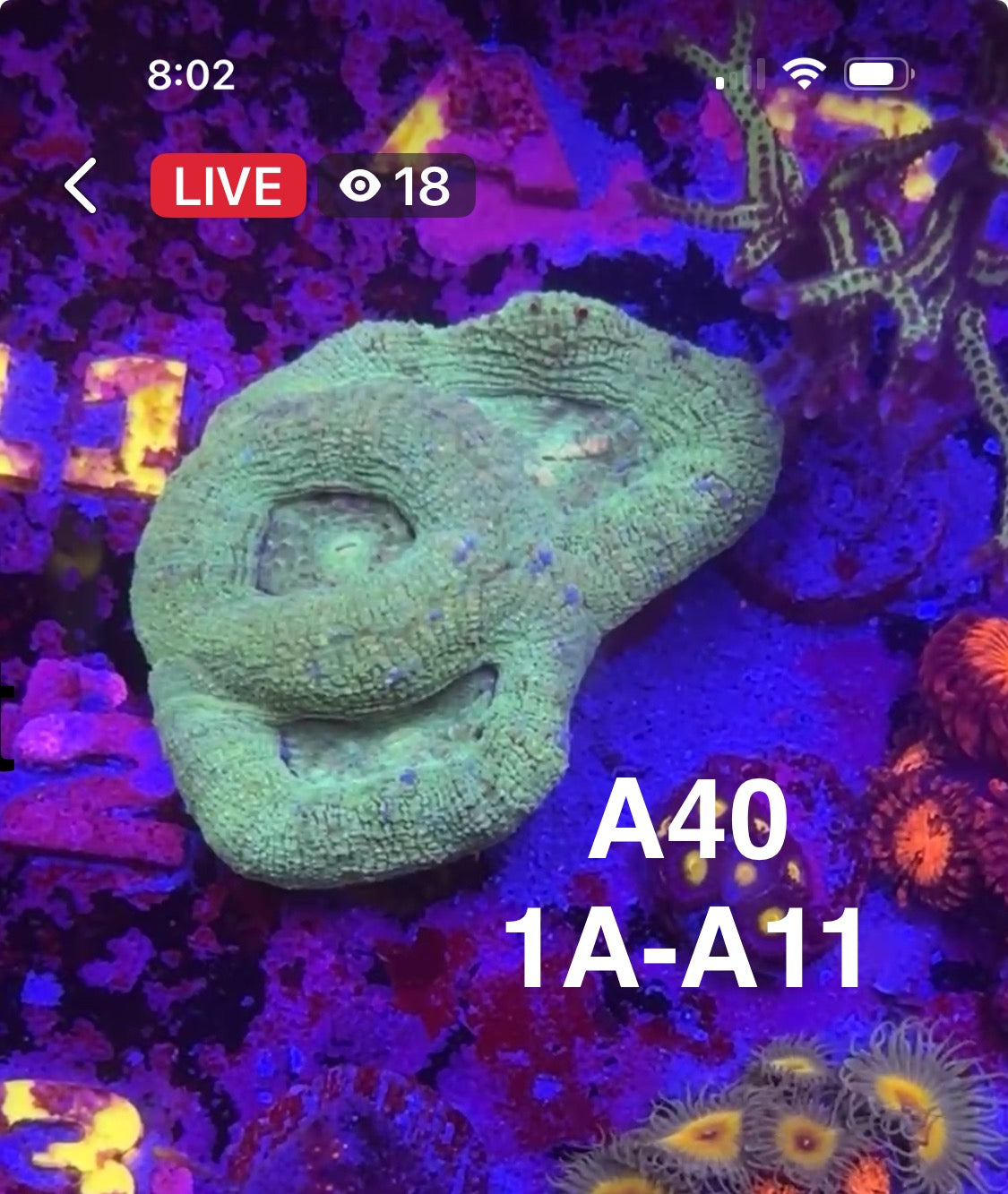 9/6 Facebook Live Auction