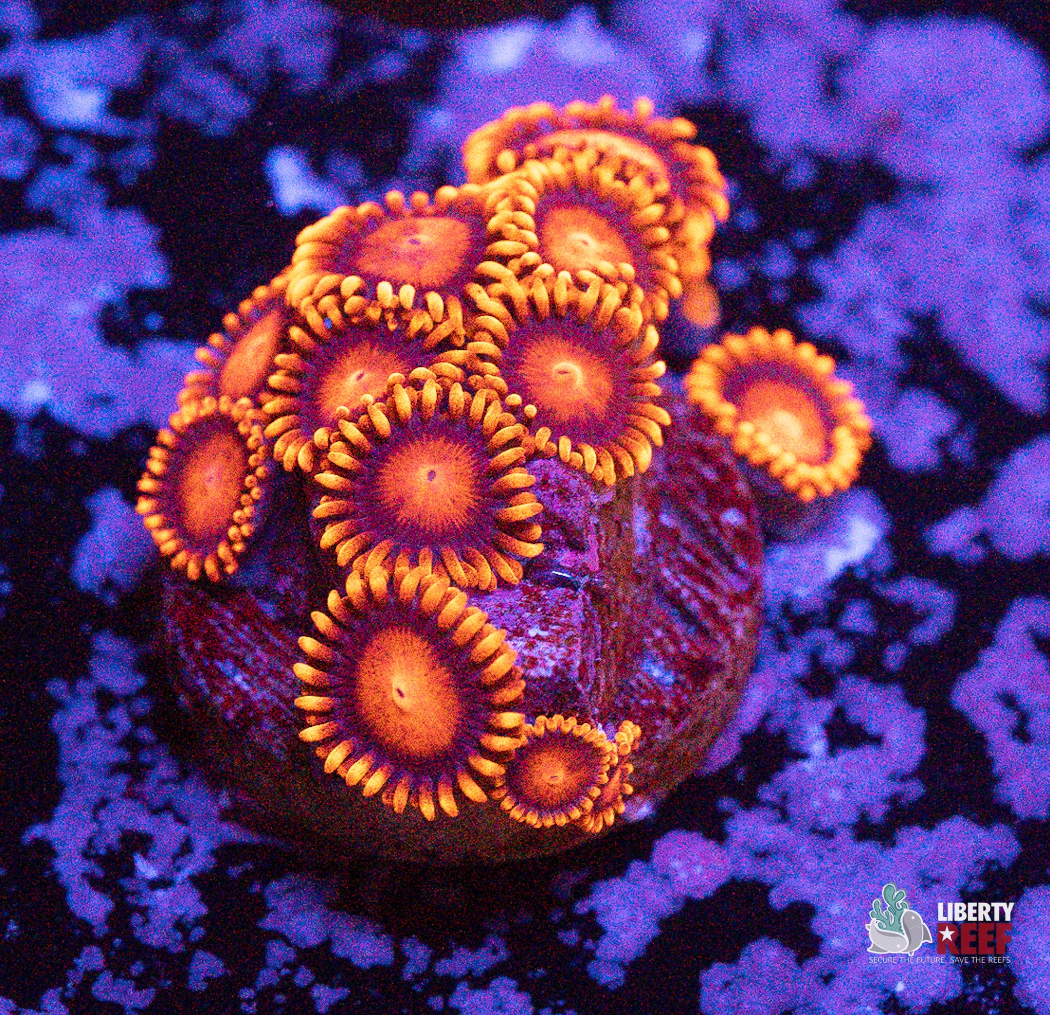 10/31 Online Auction