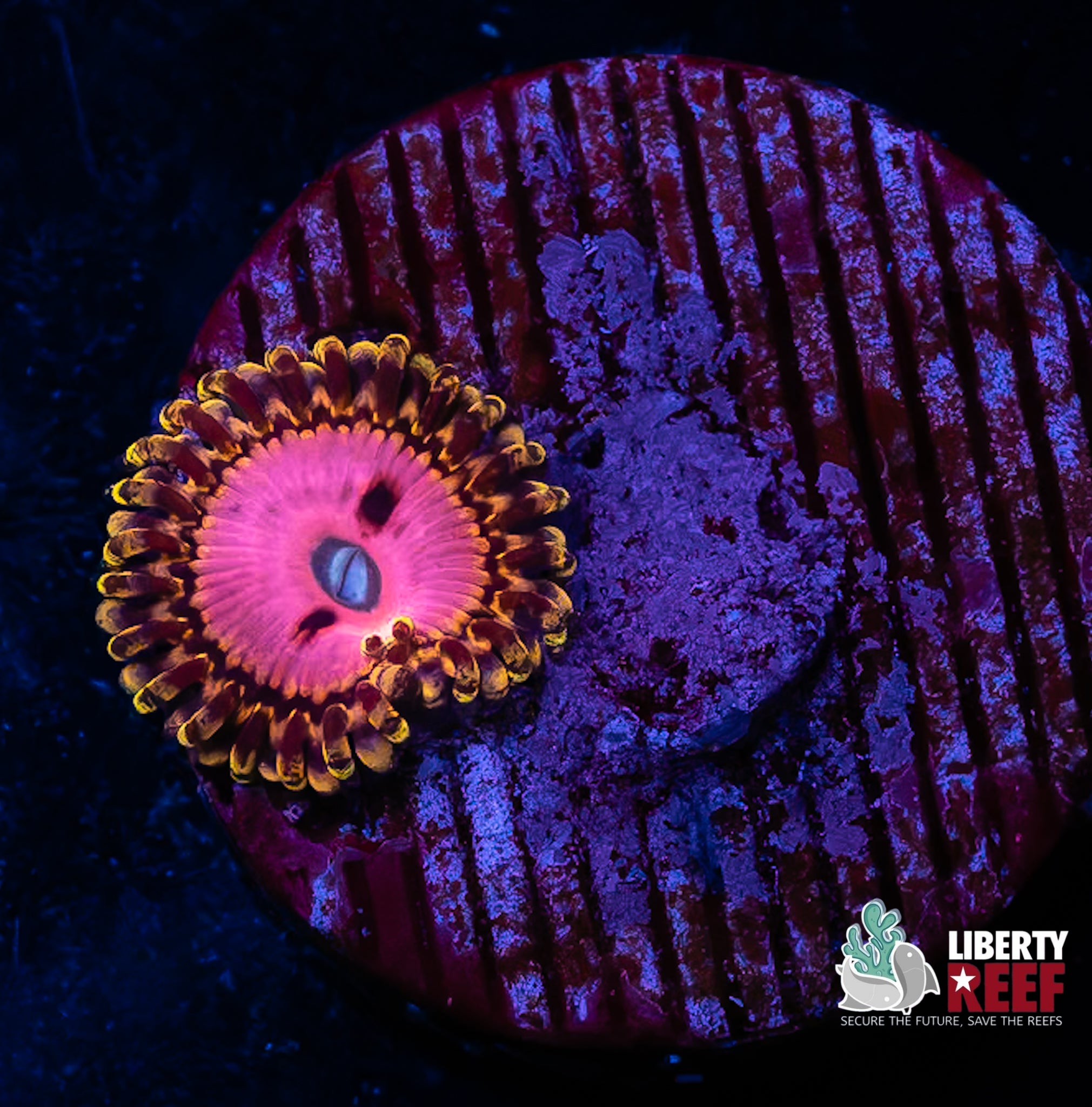 Pink Diamond Zoa