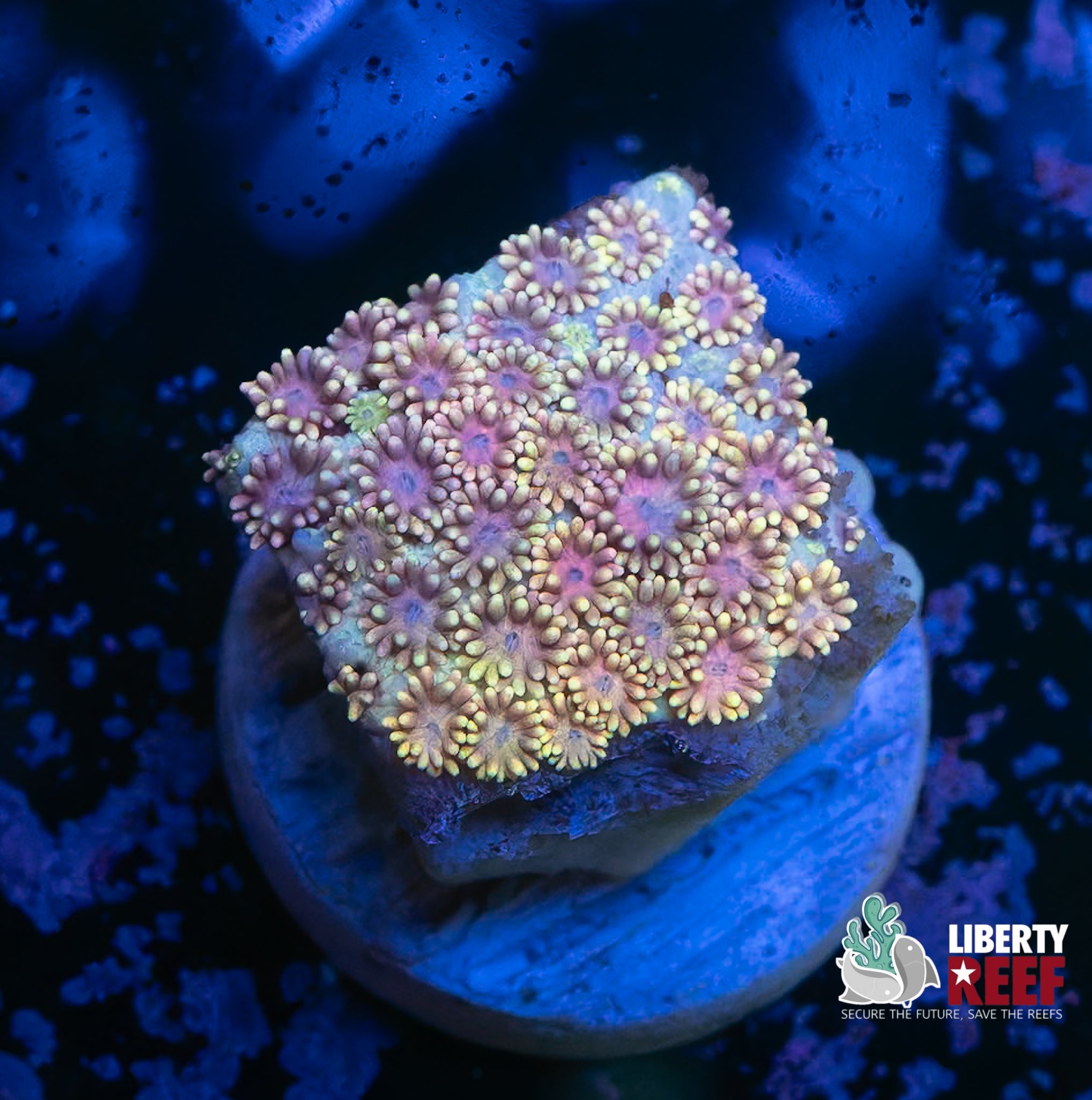 Rainbow Skittlez Goniopora
