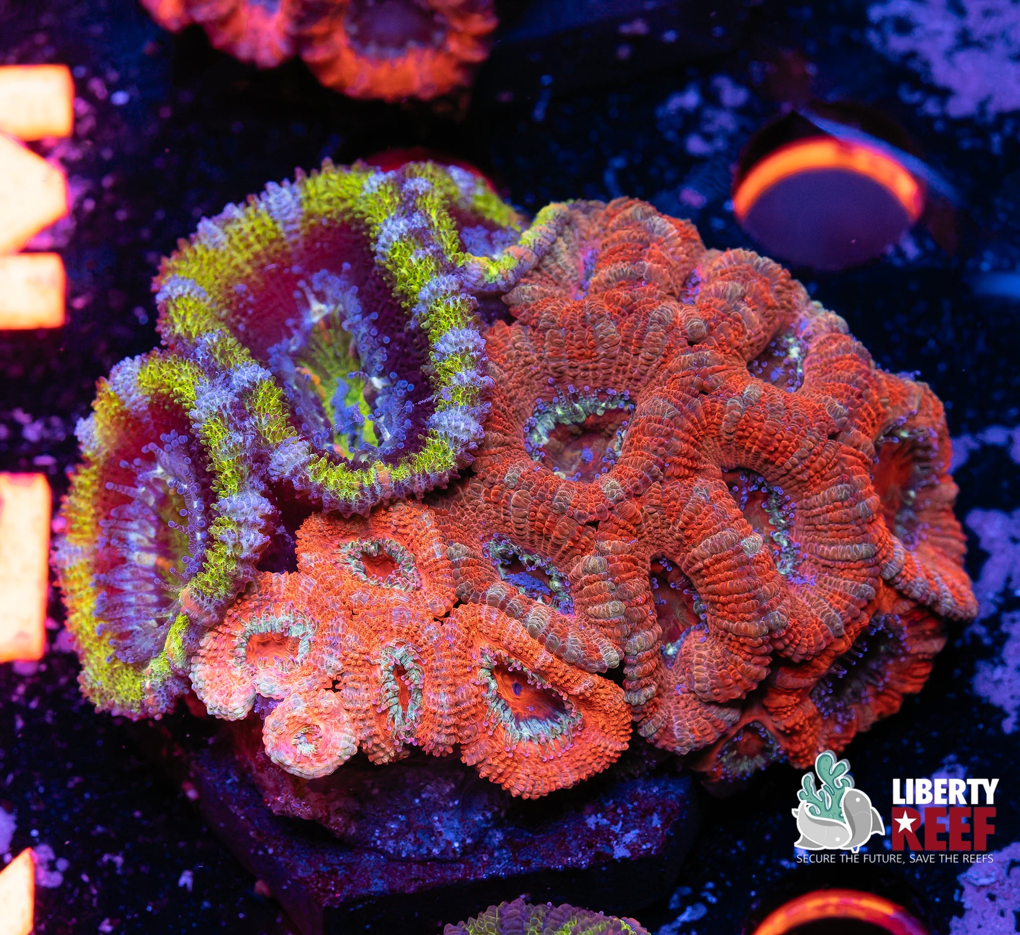 Ultra Acan Garden