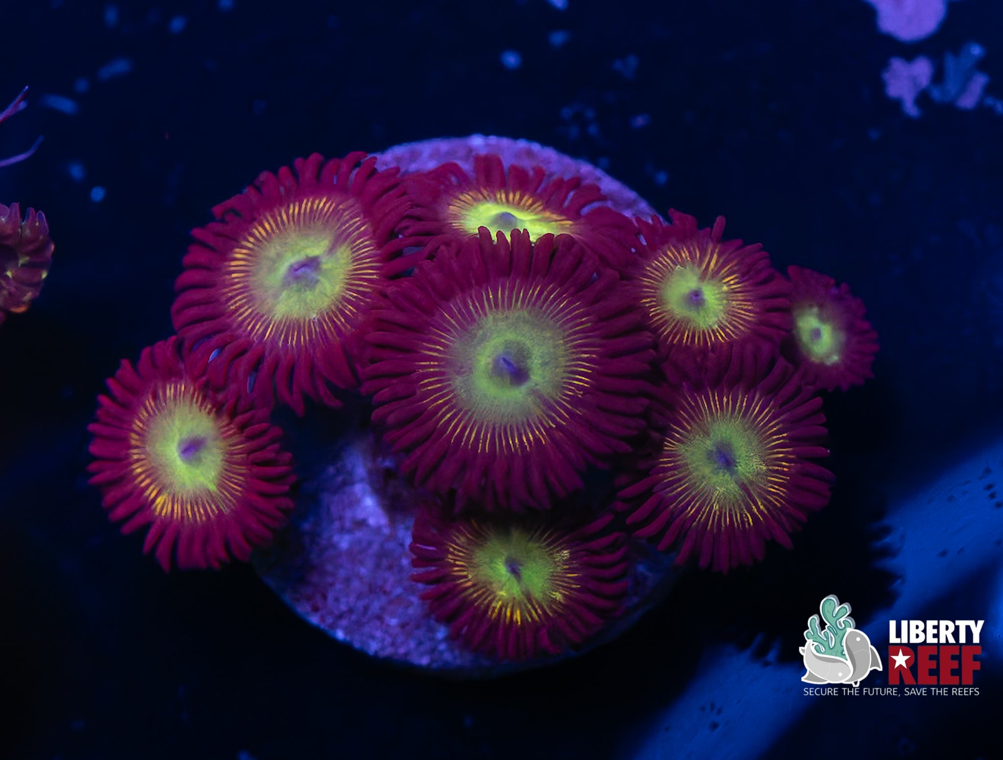Mean Green Zoas
