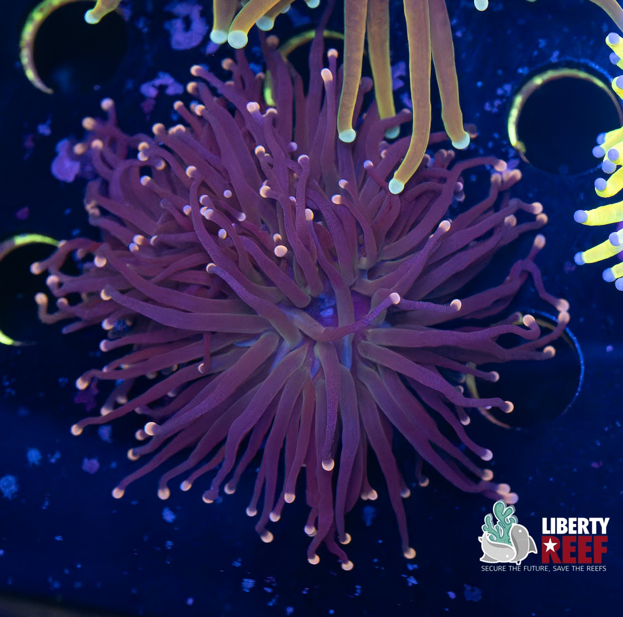 Double Miami Vice Torch