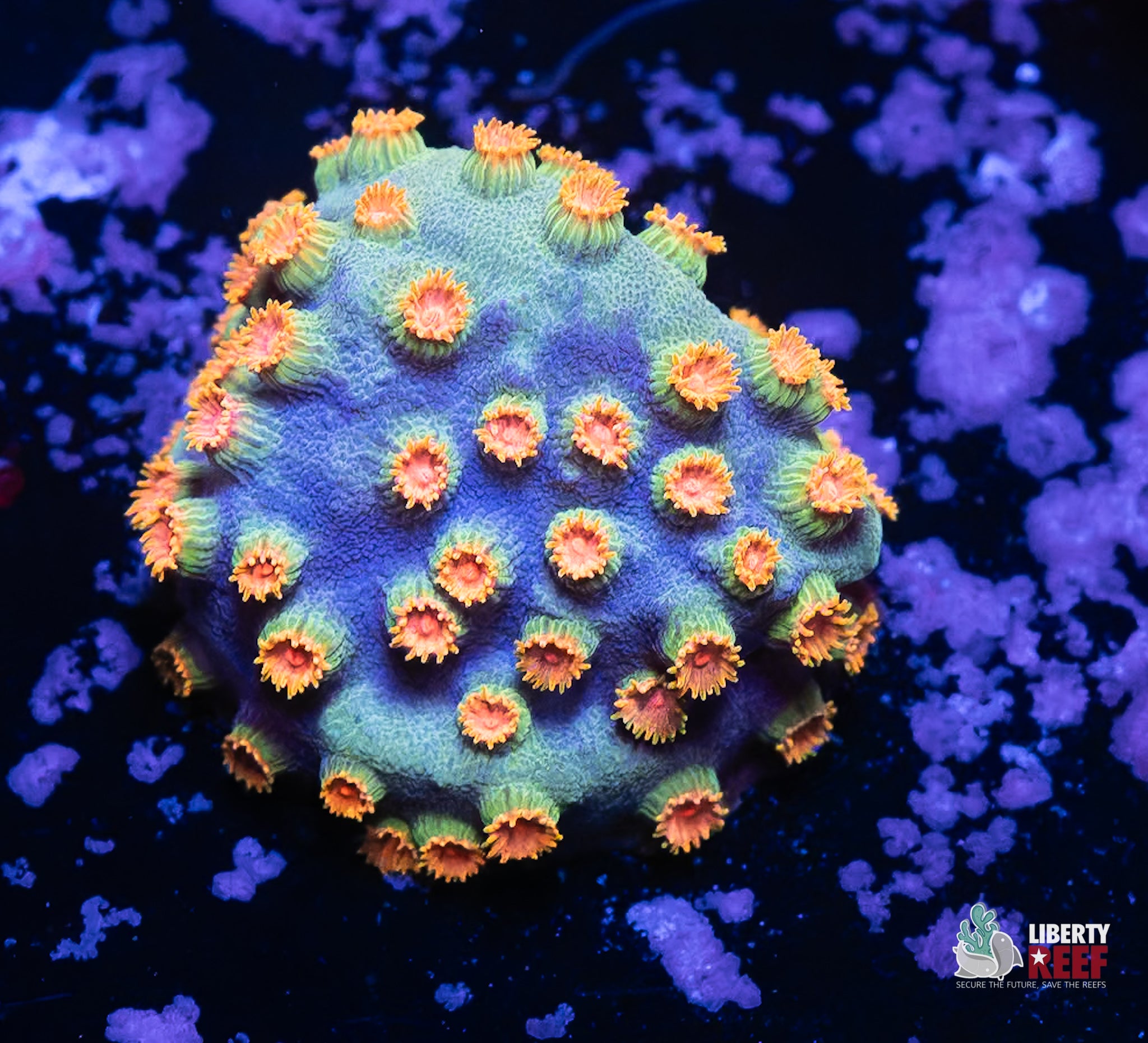 10/31 Online Auction