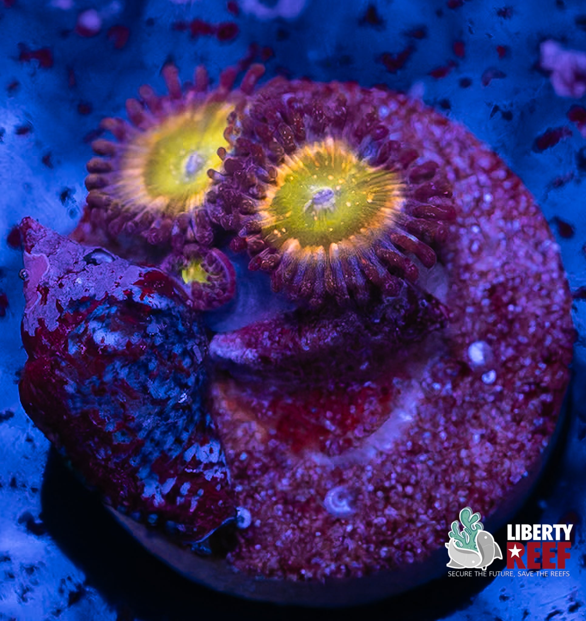 Sunny D Zoas