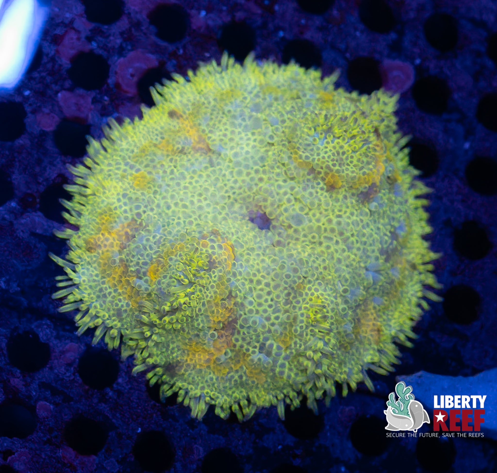 Lemon Lime Mini Maxi Carpet Anemone