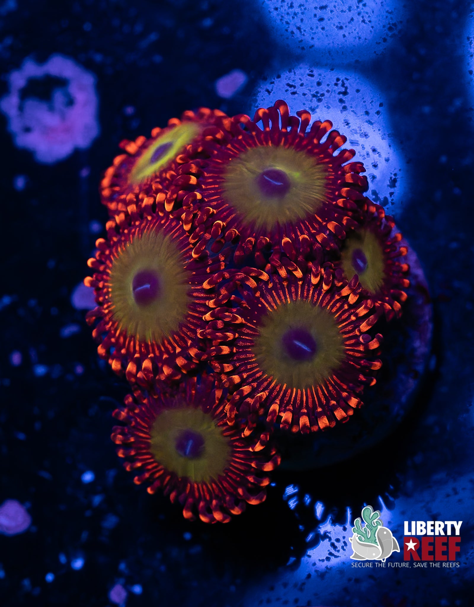 Candy Apple Red Zoas