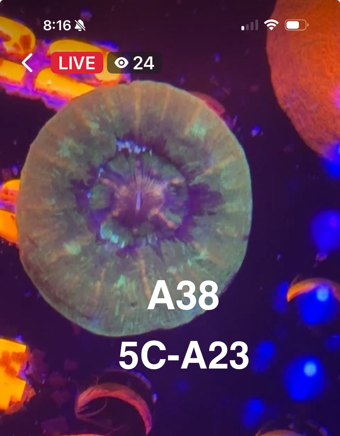 Facebook Live Auctioning