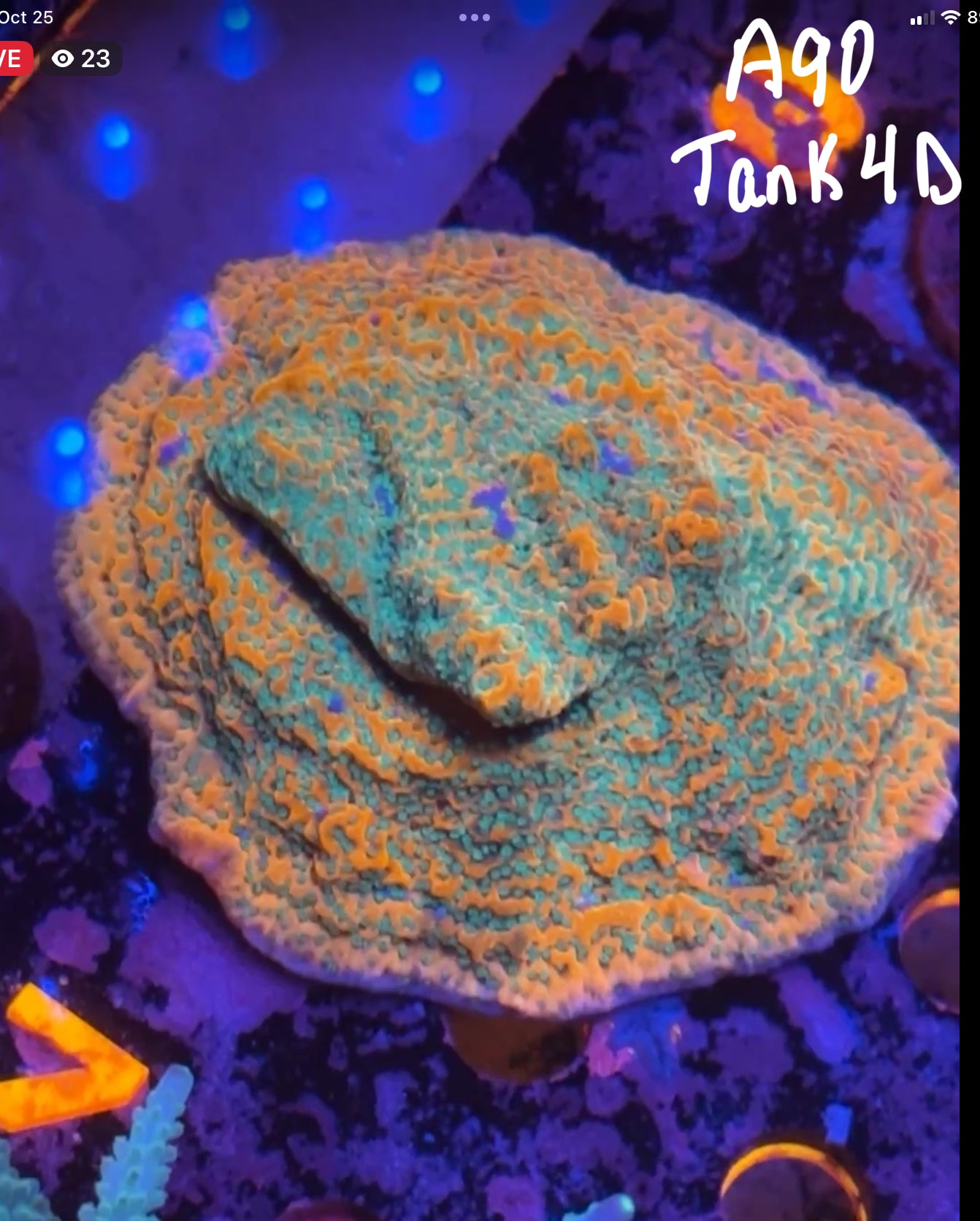 Val Dillavou 10/25 Facebook Live Auction