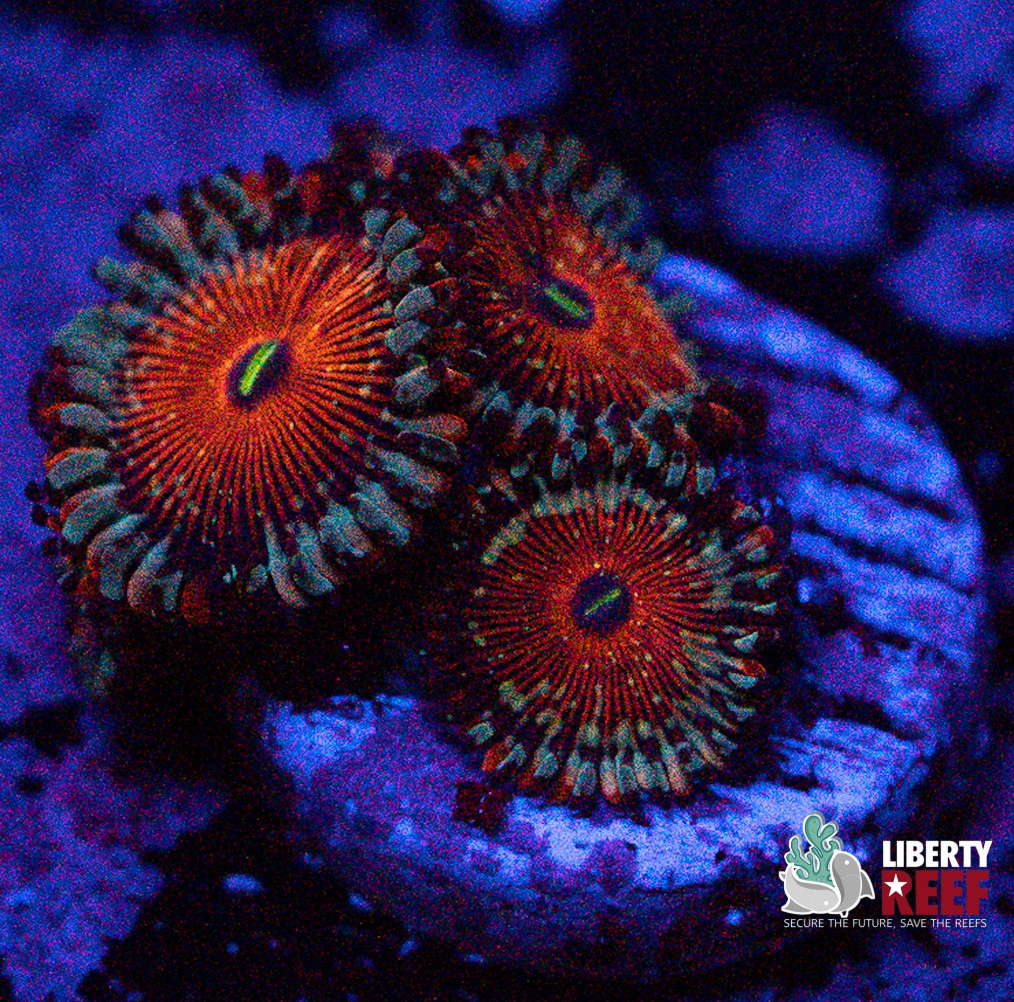 Seduction Zoas