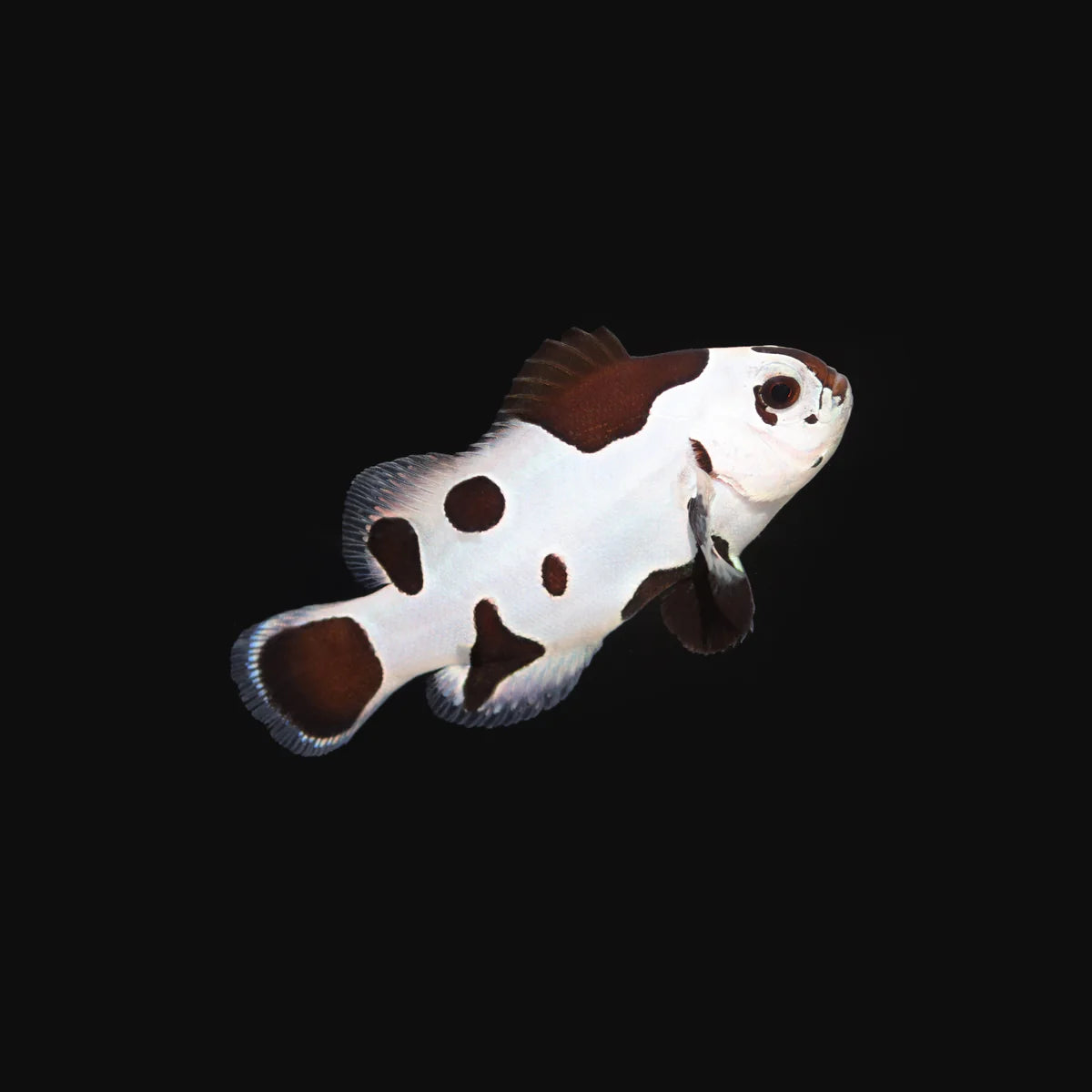 Biota Black Storm Clownfish