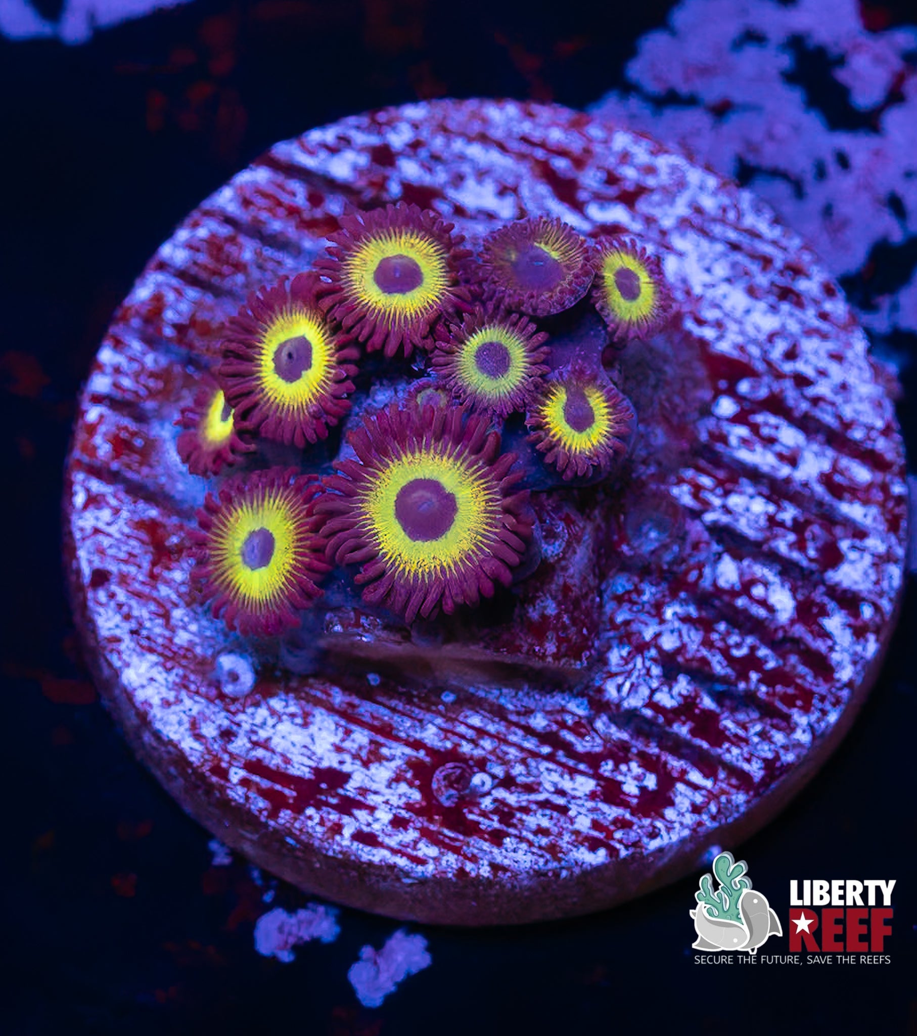 Mean Green Zoas