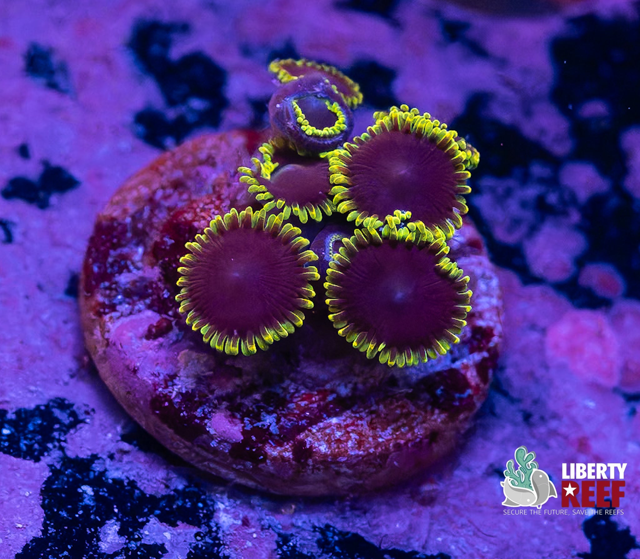 WWC Purple Heart Zoas
