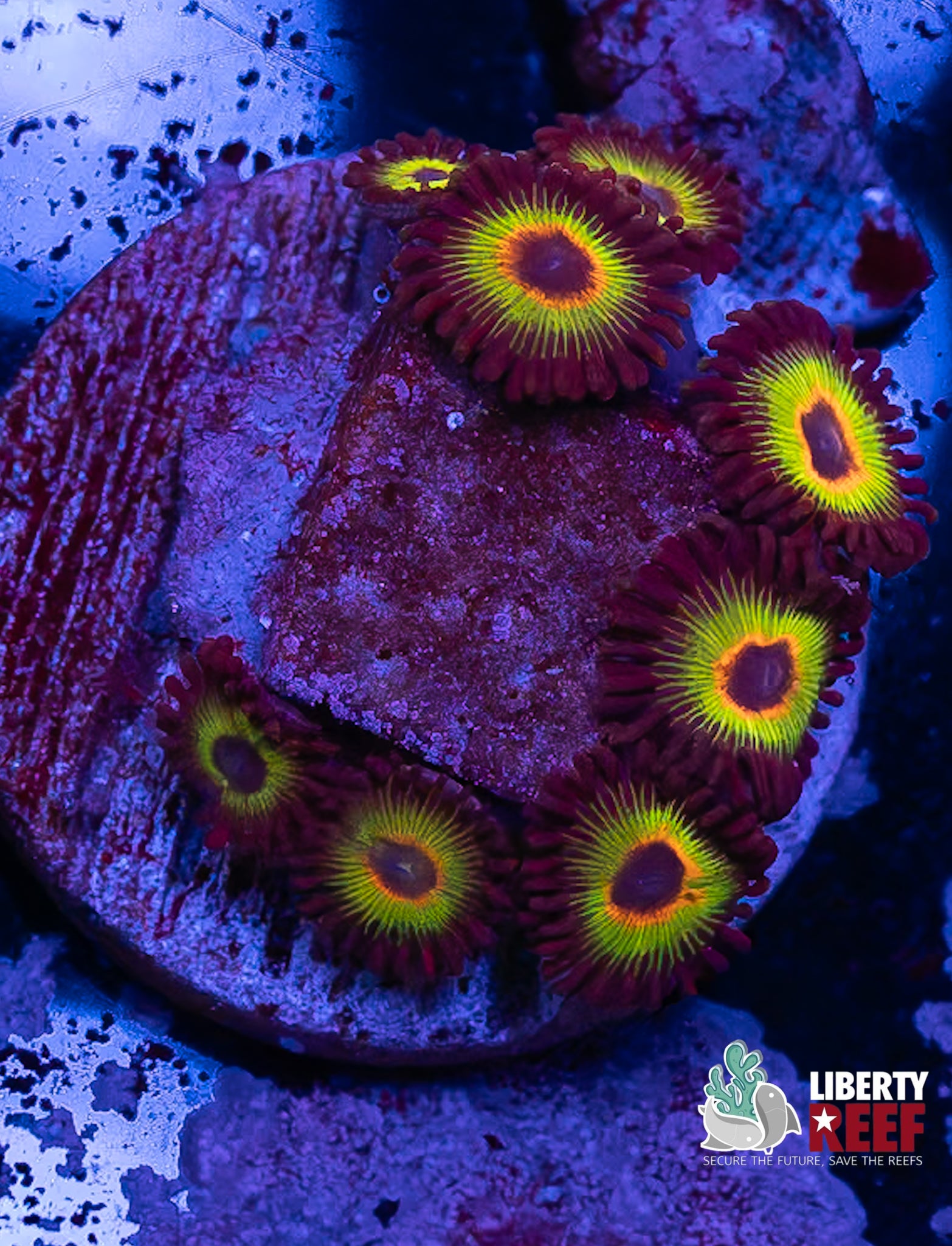 Bob Marley Zoas