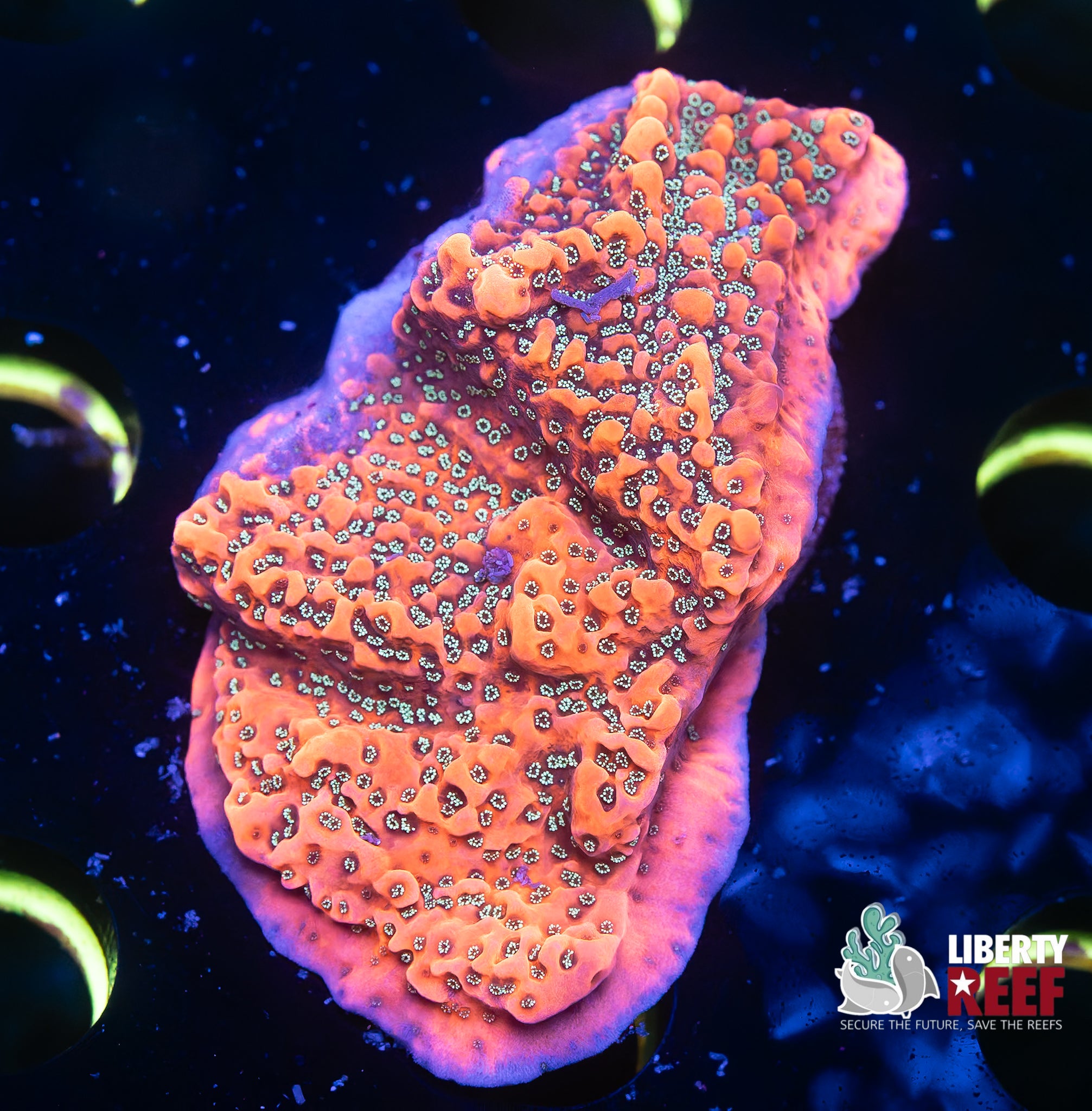 TSA Tropic Thunder Montipora