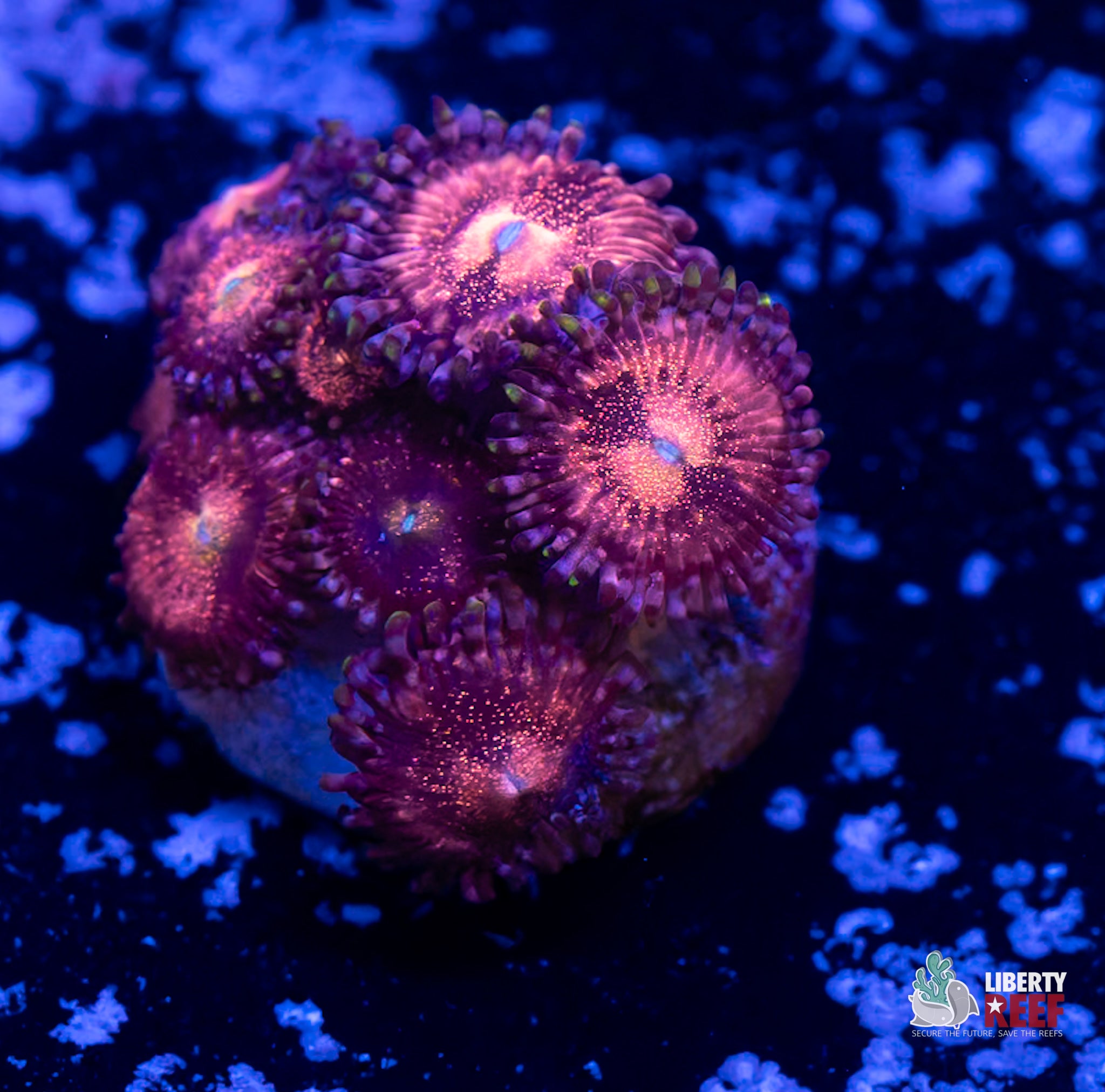 10/31 Online Auction