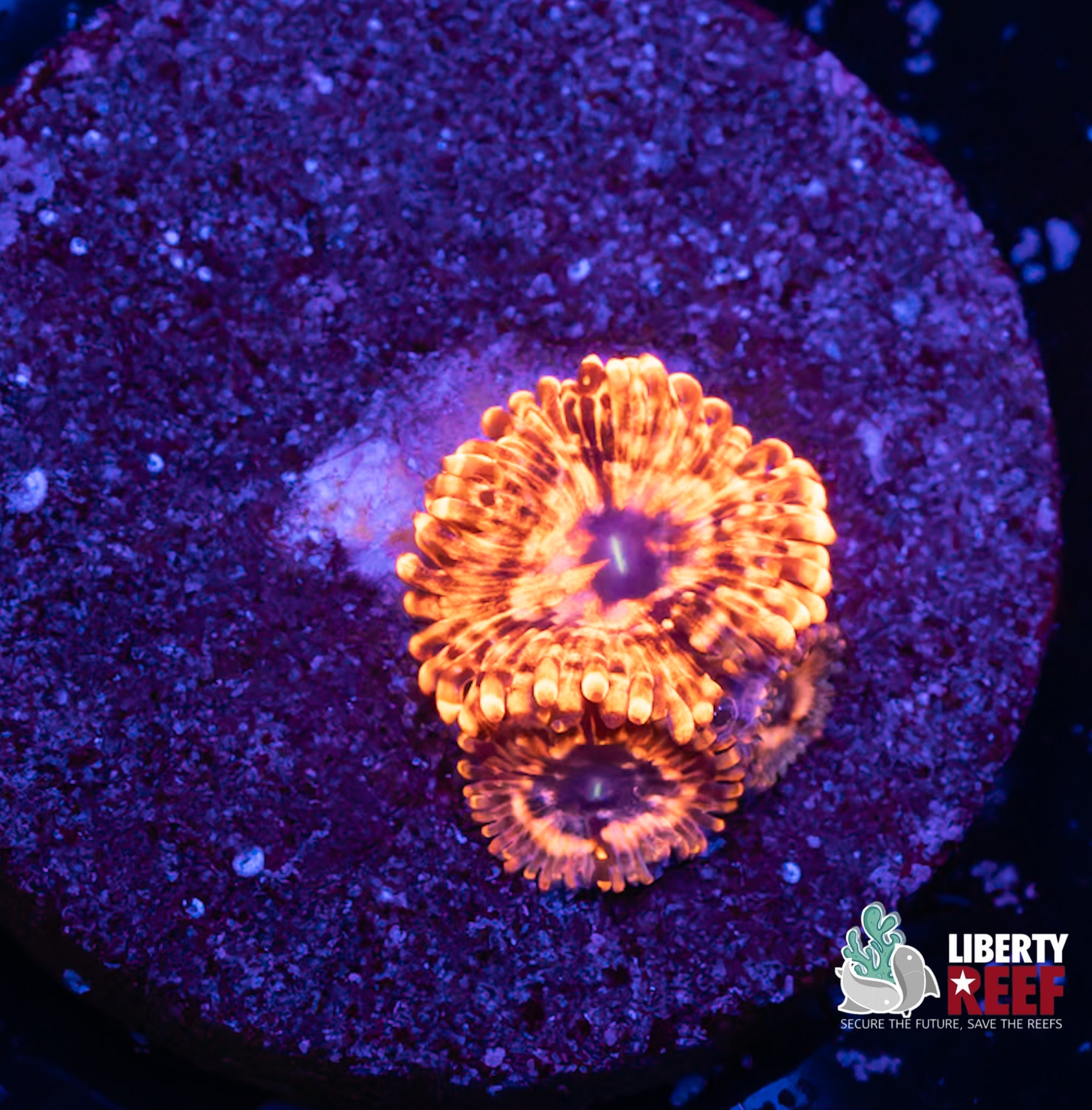 Utter Chaos Zoas