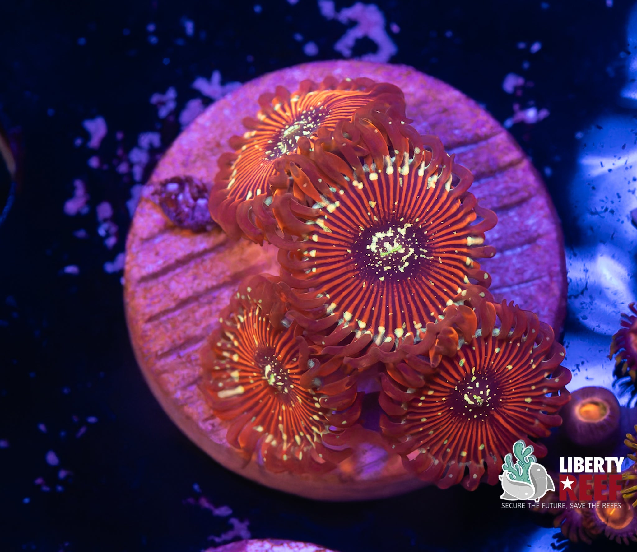 Magician Zoas