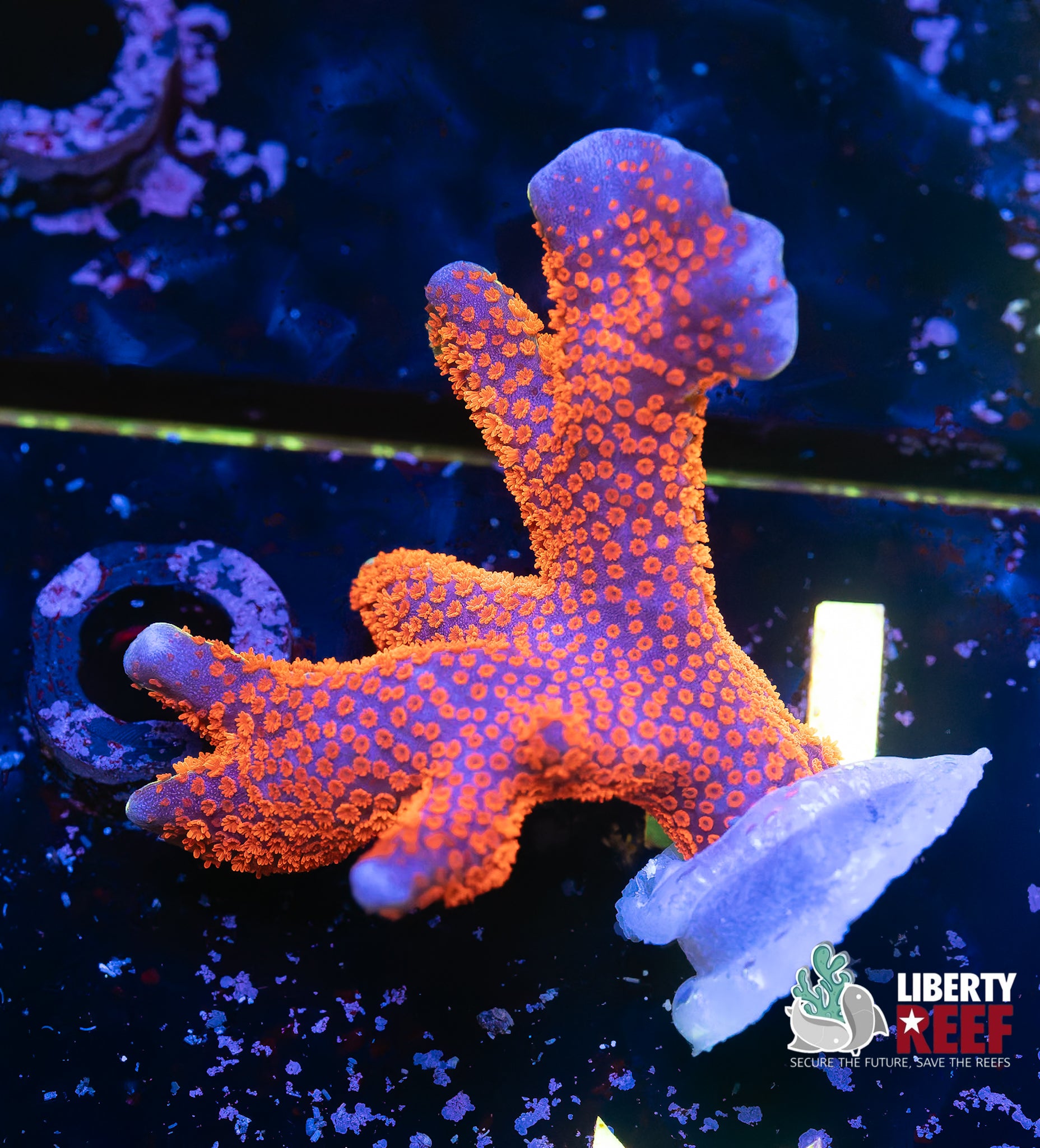 Bubblegum Digitata