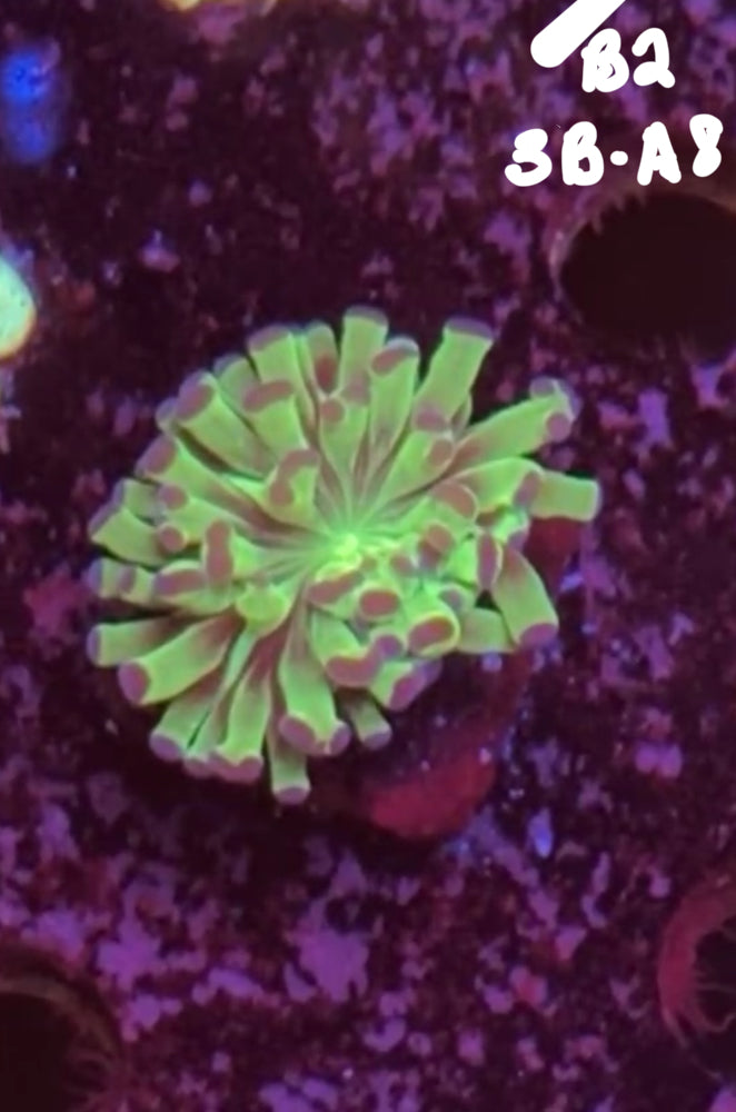 Kevin Reid 10/25 Facebook Live Auction