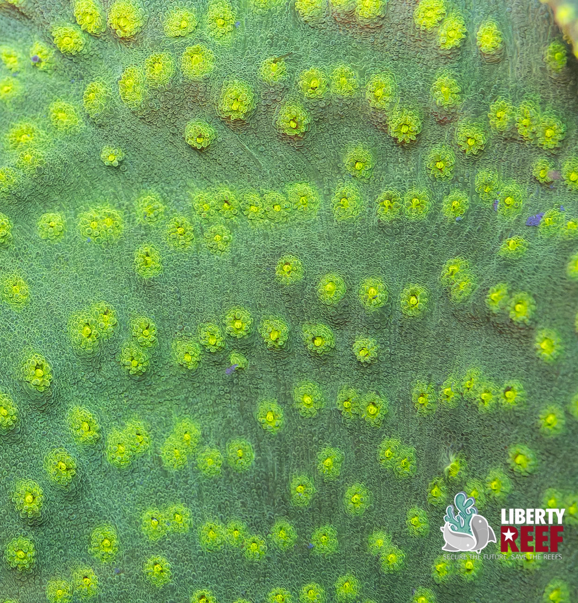 Aquacultured Hollywood Stunner Chalice