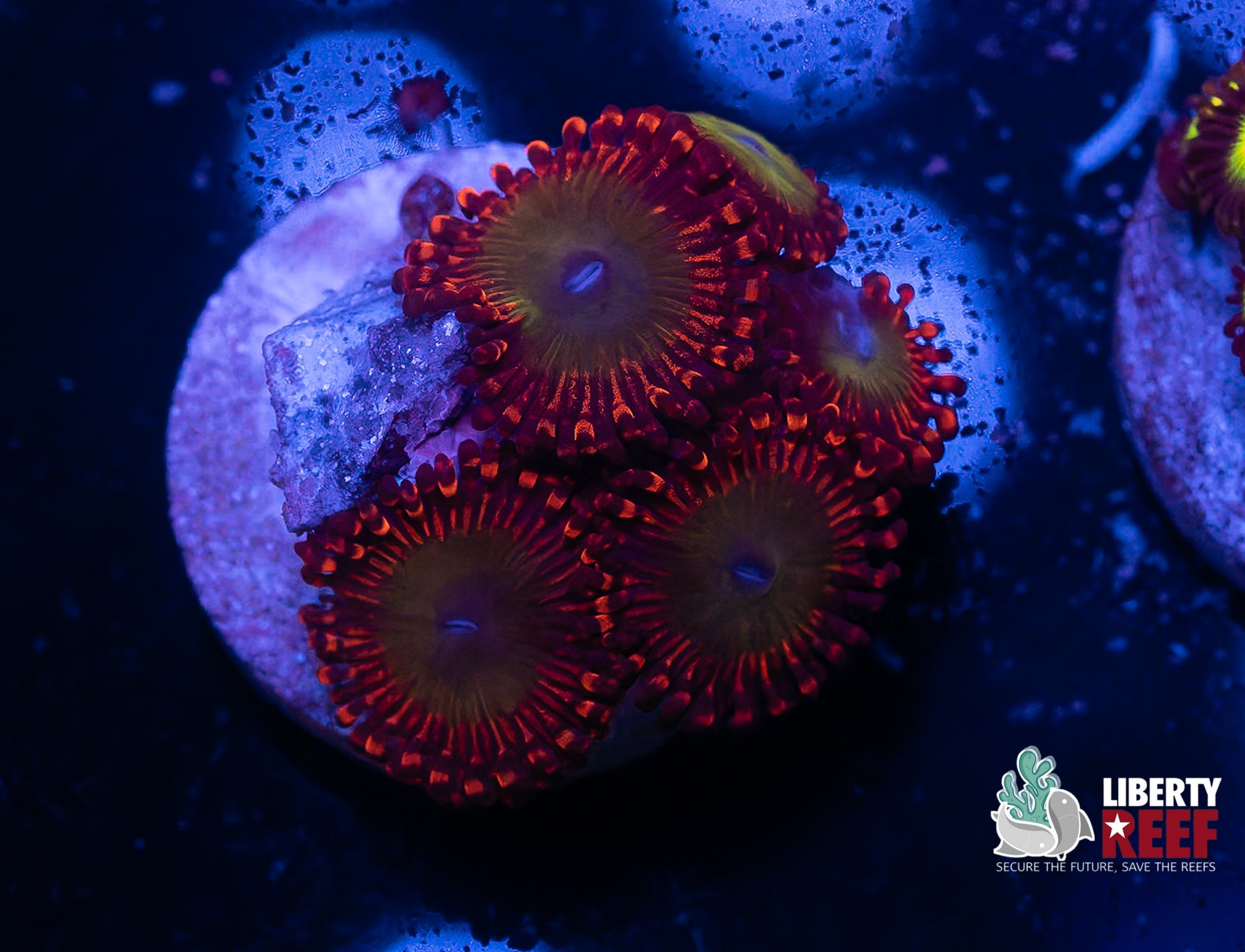 Candy Apple Red Zoas