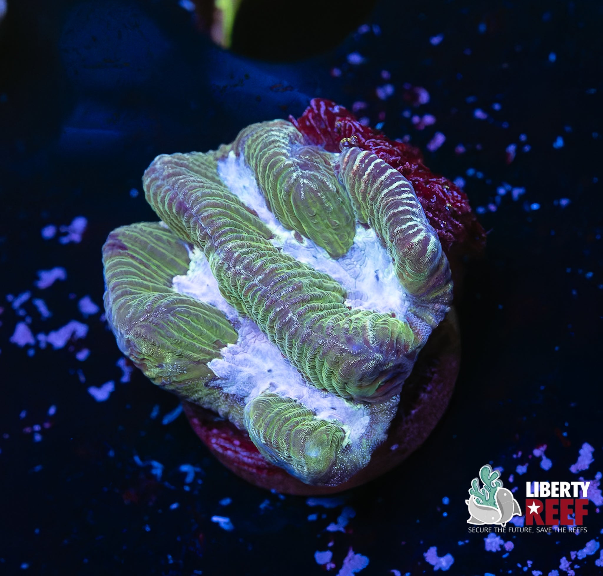 Platinum Dunes Maze Coral