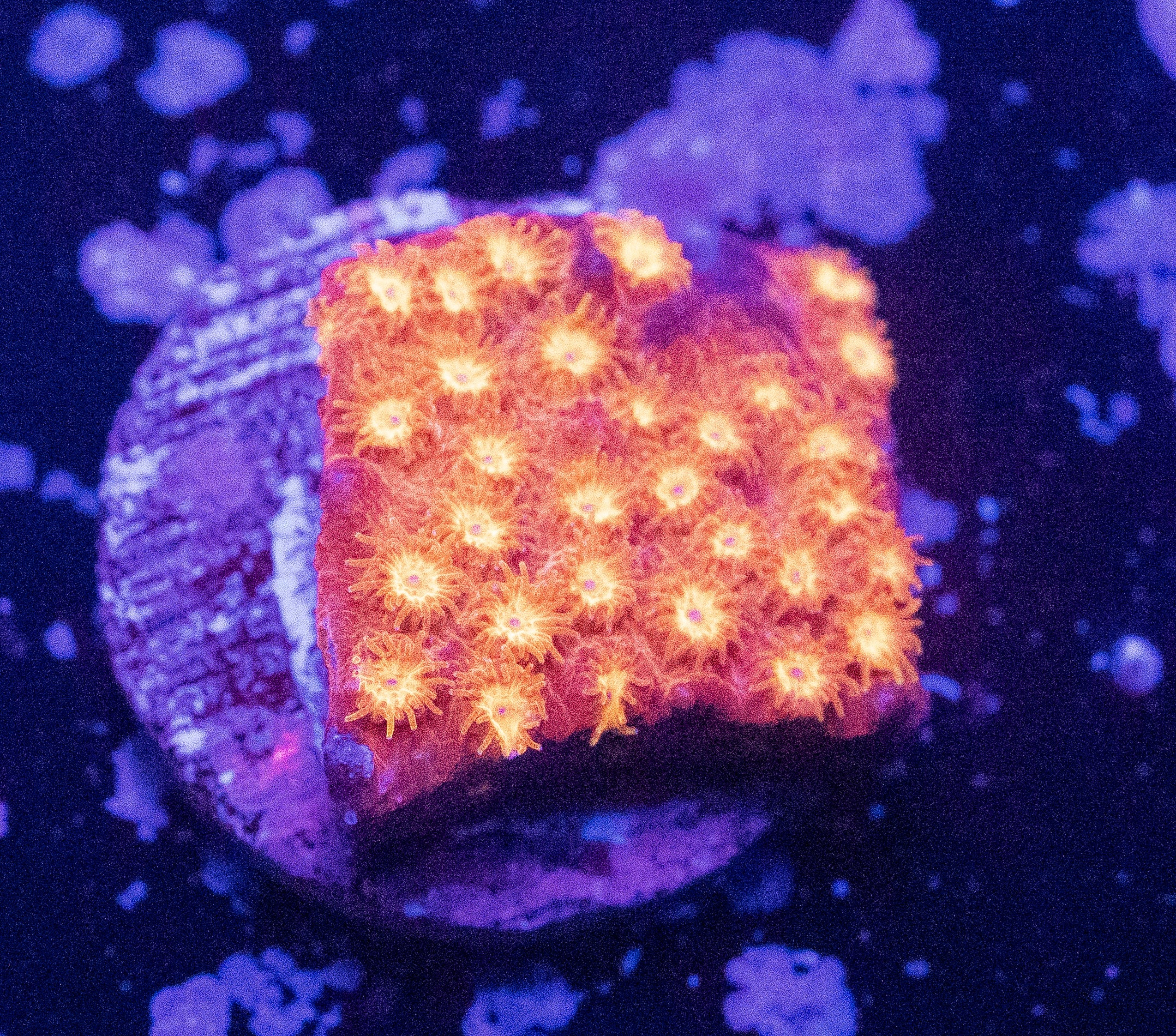 Inferno Cyphastrea