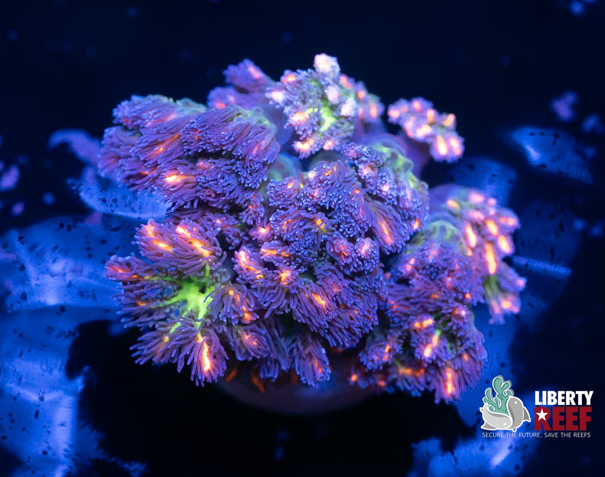 Firework Clove Polyps