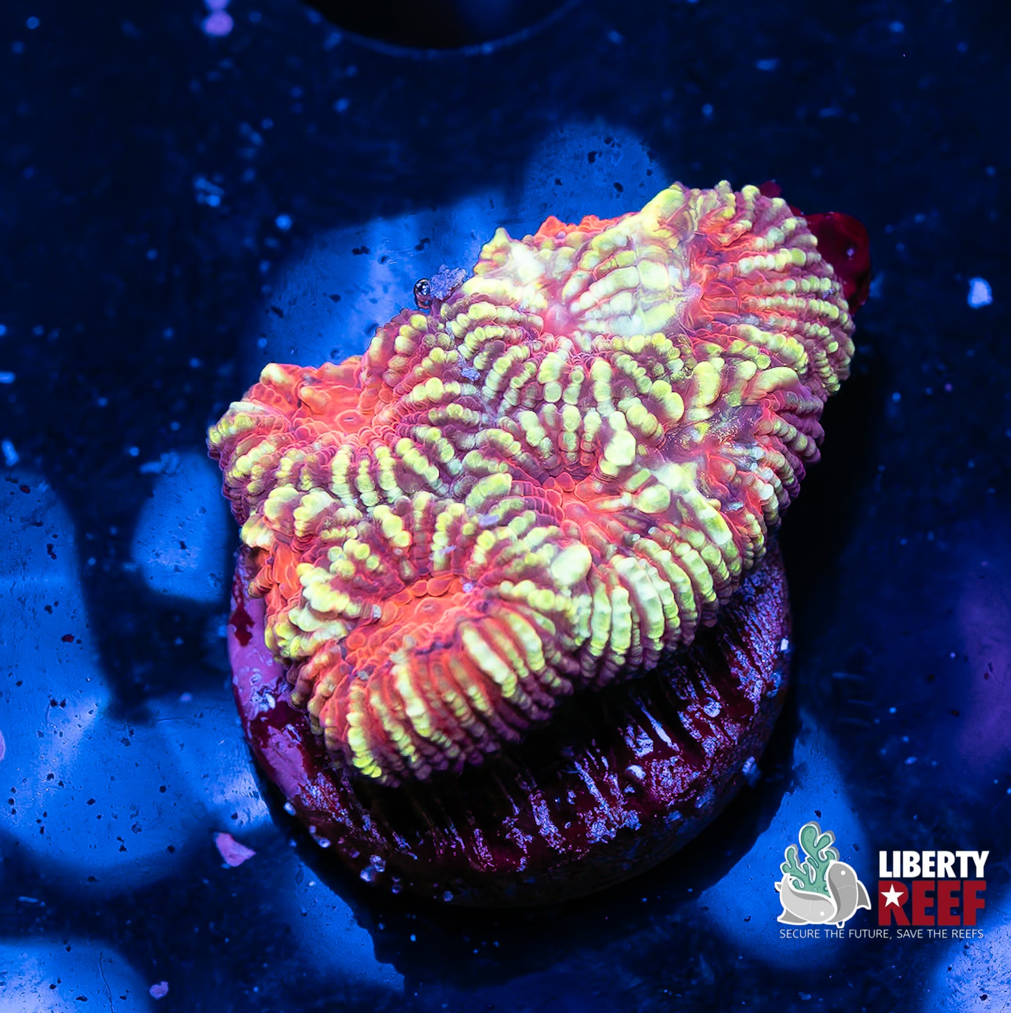 Wicked Grafted favia