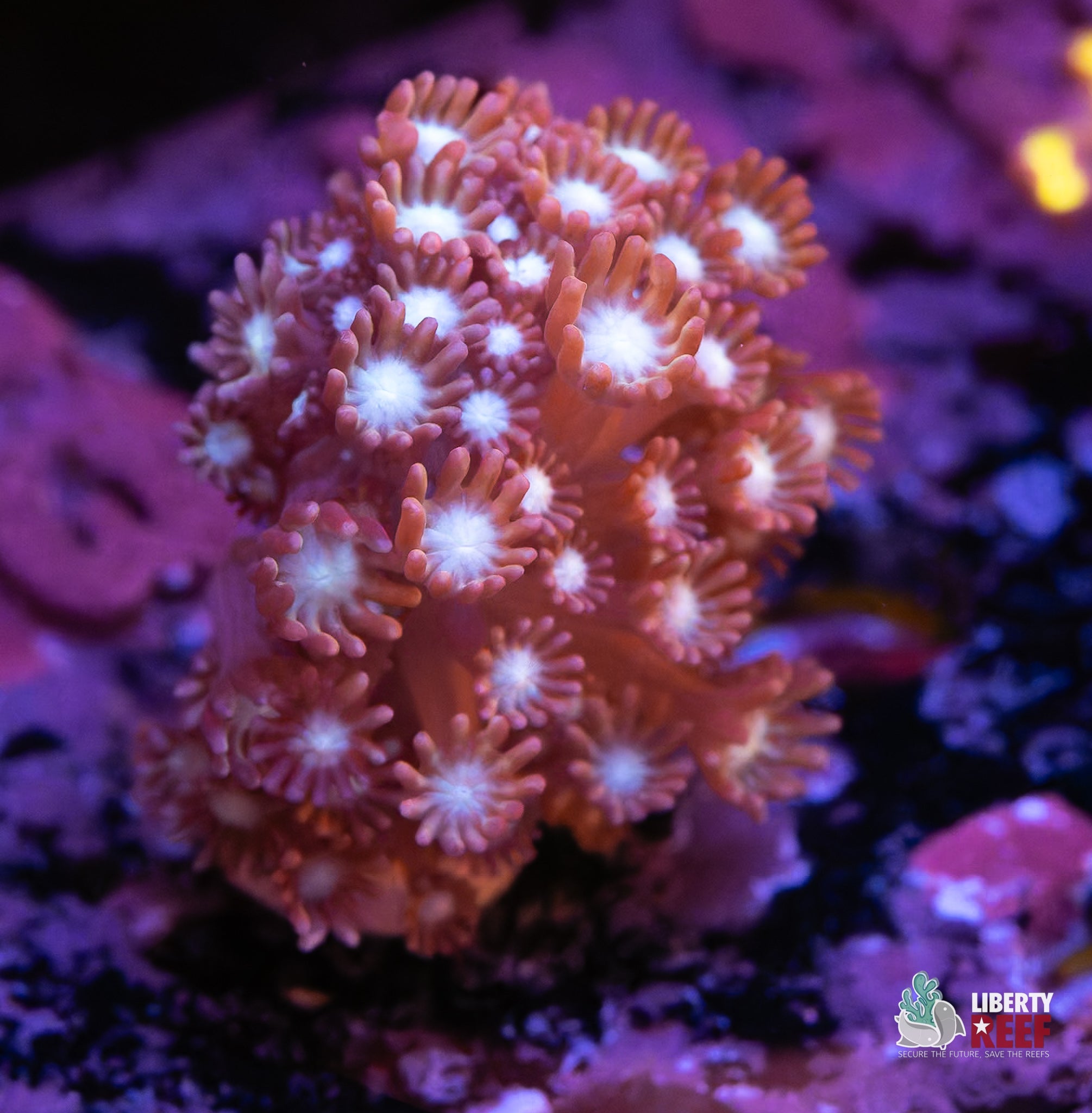 10/31 Online Auction