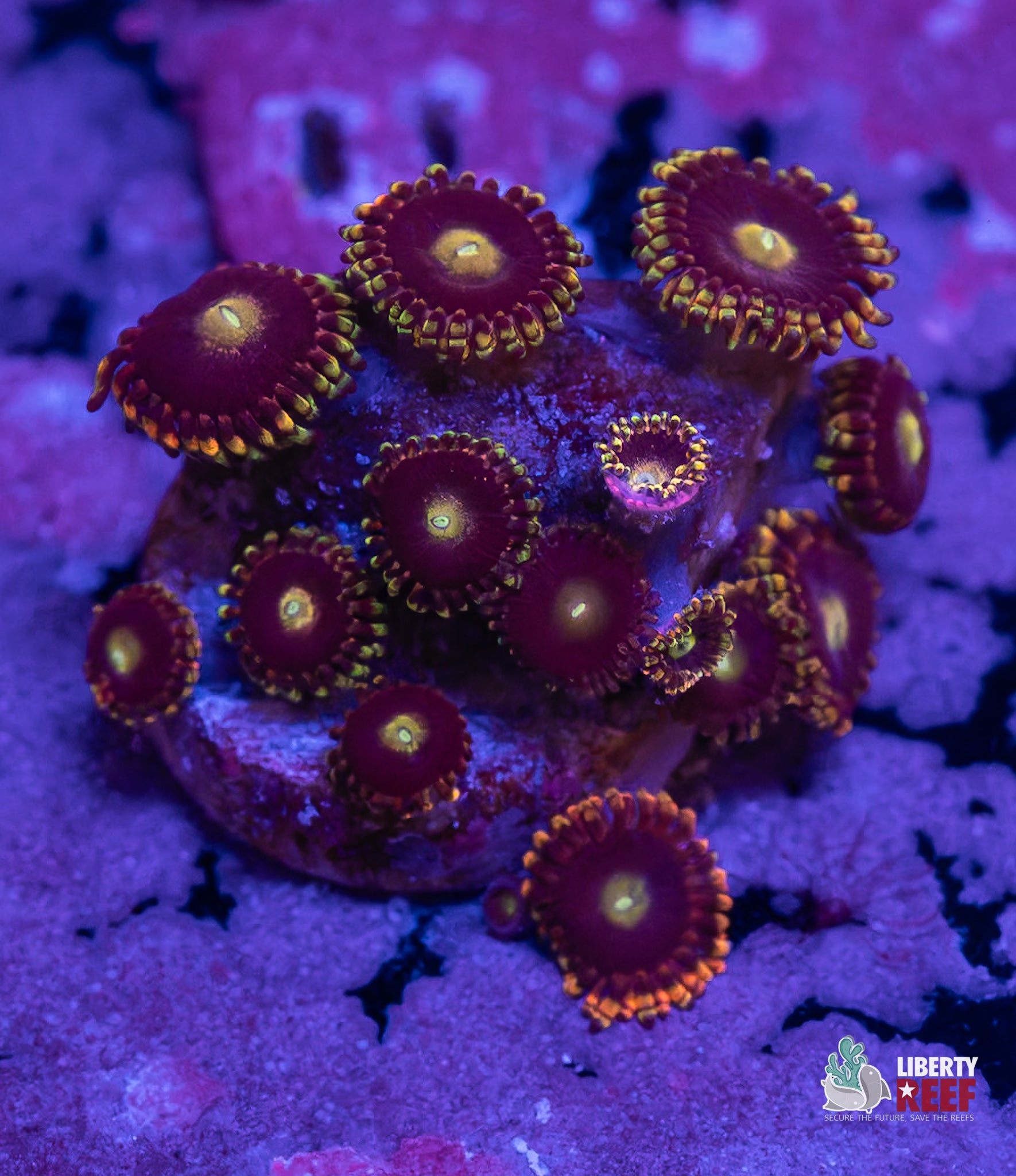 Big R Bozo Birthday Zoas