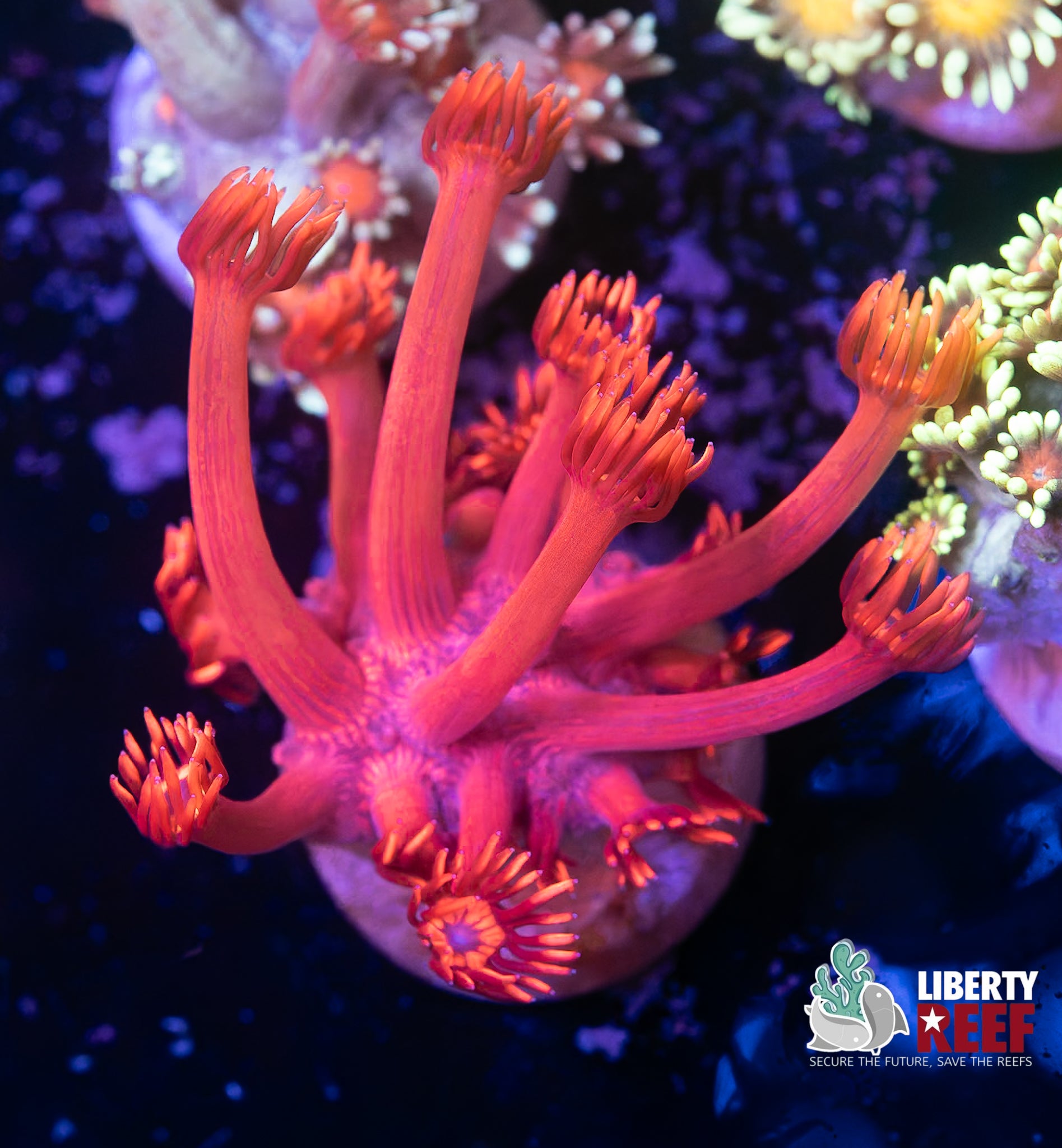 Metallic Red Goniopora