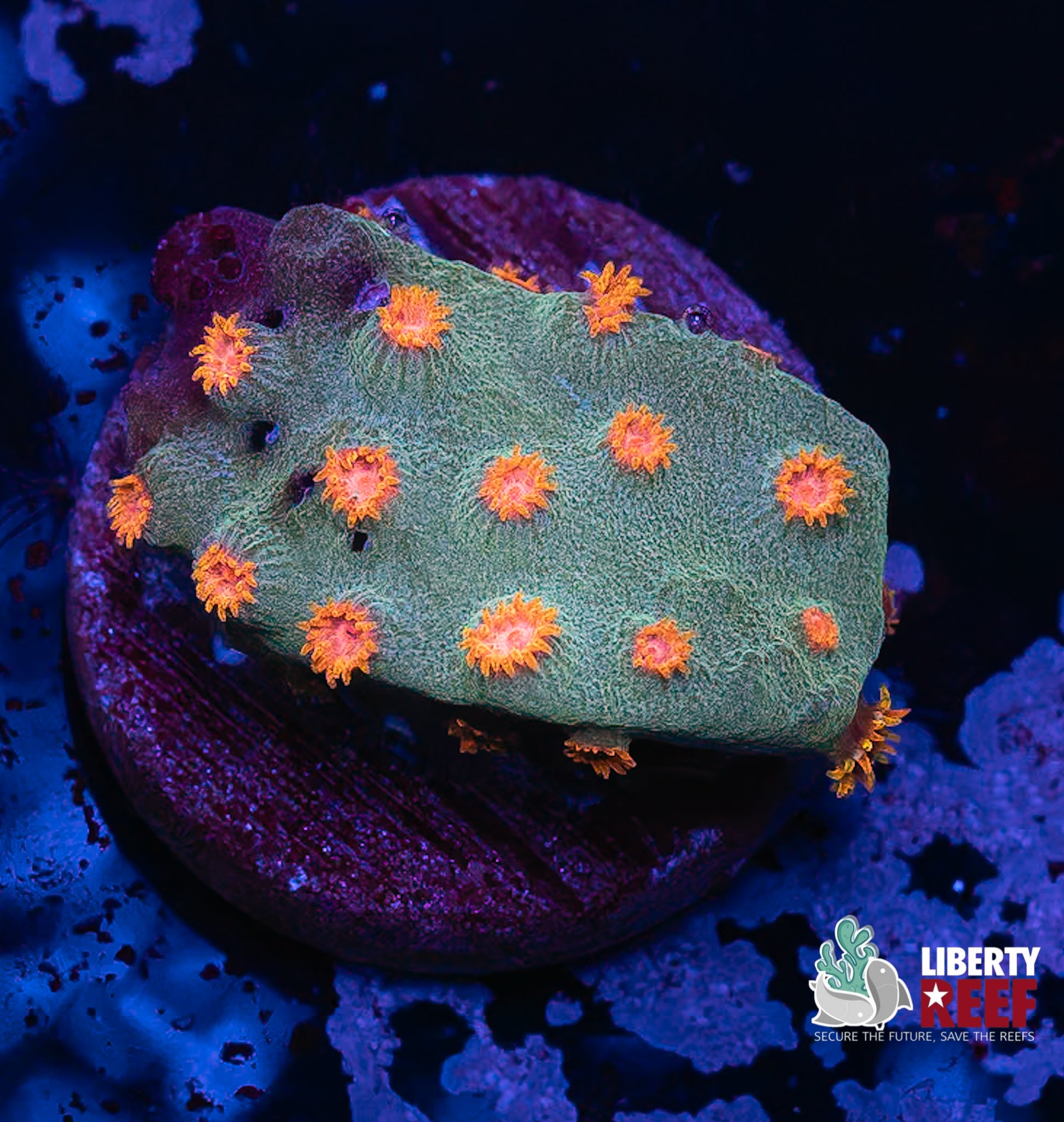 REPTAR Cyphastrea