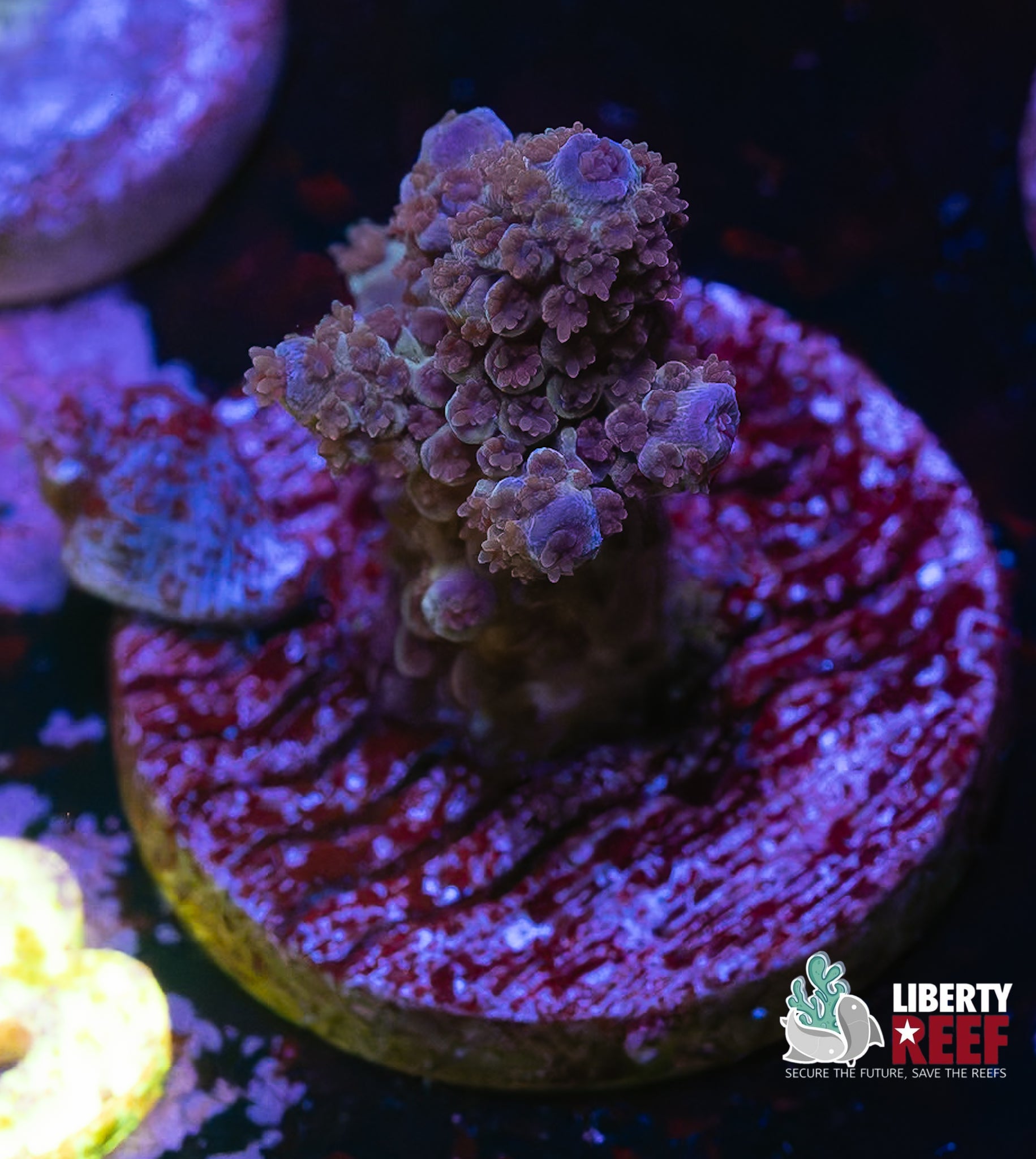 Purple Haze Acro