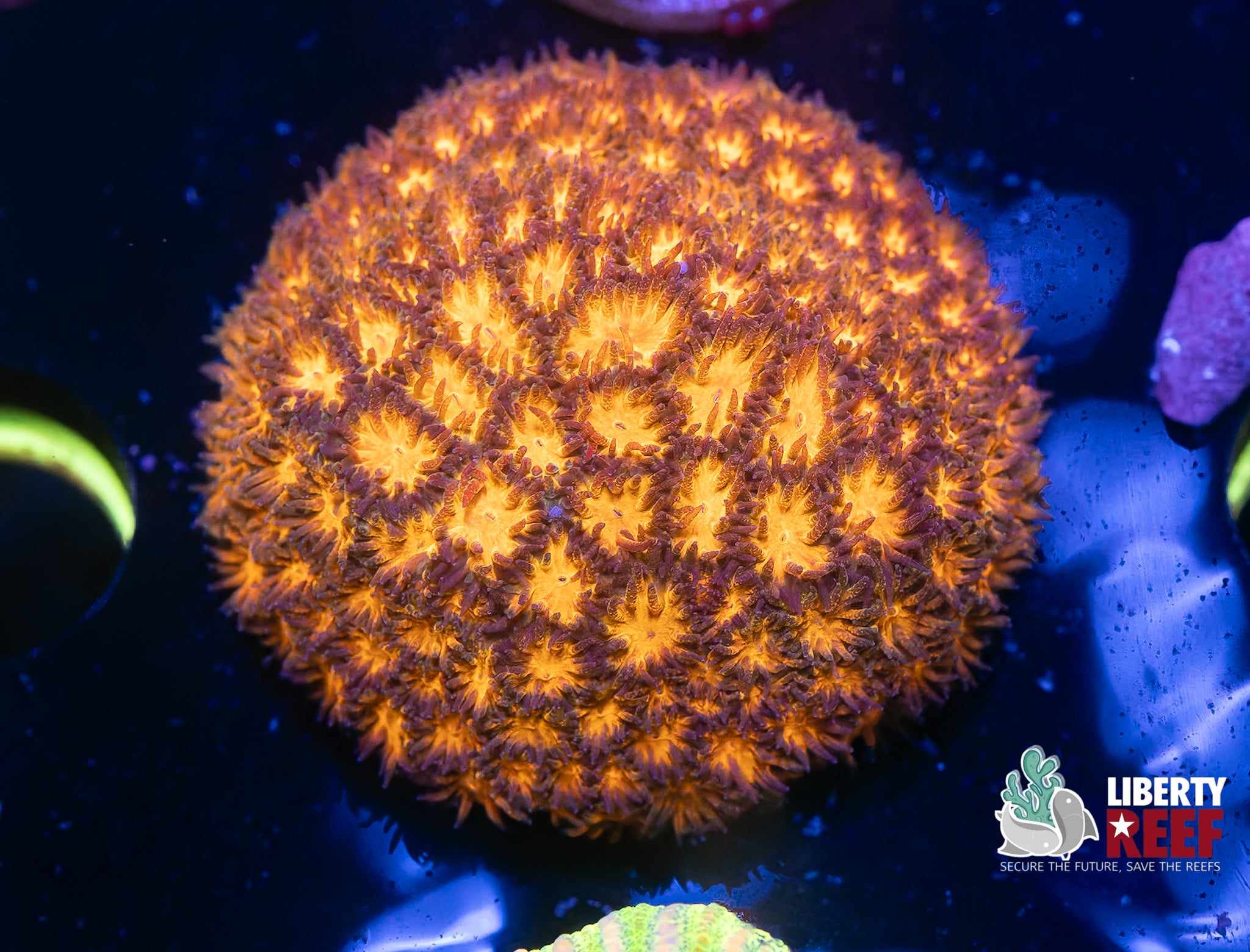 Large Fireball Leptastrea (1.5in plug)