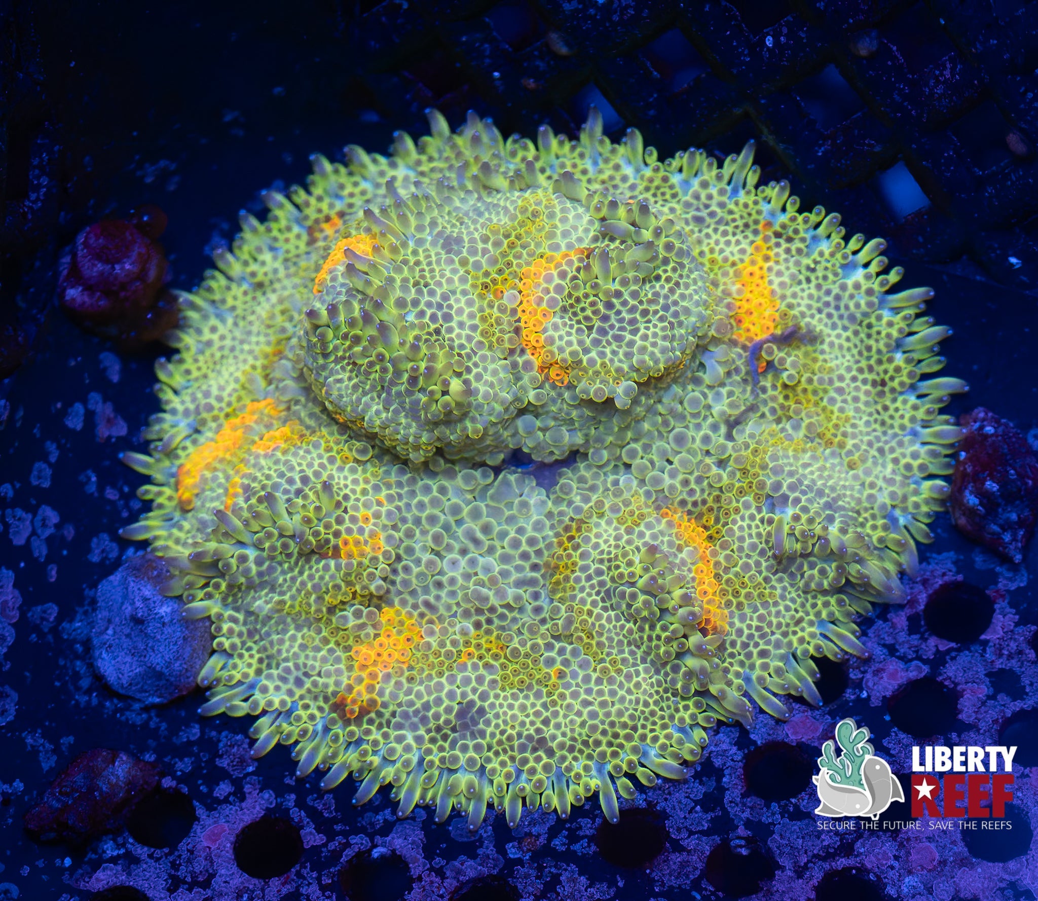 Wicked Mini Maxi Carpet Anemone