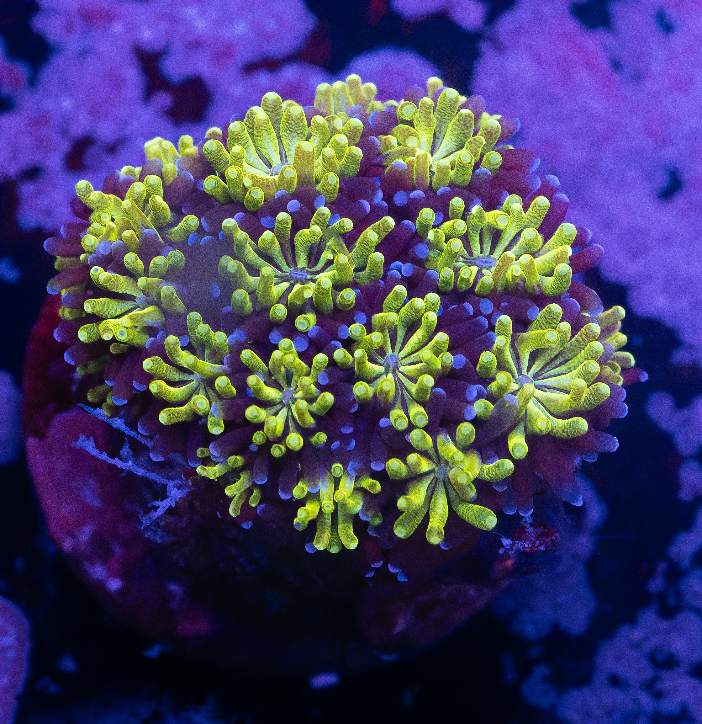 Lime Green Galaxea