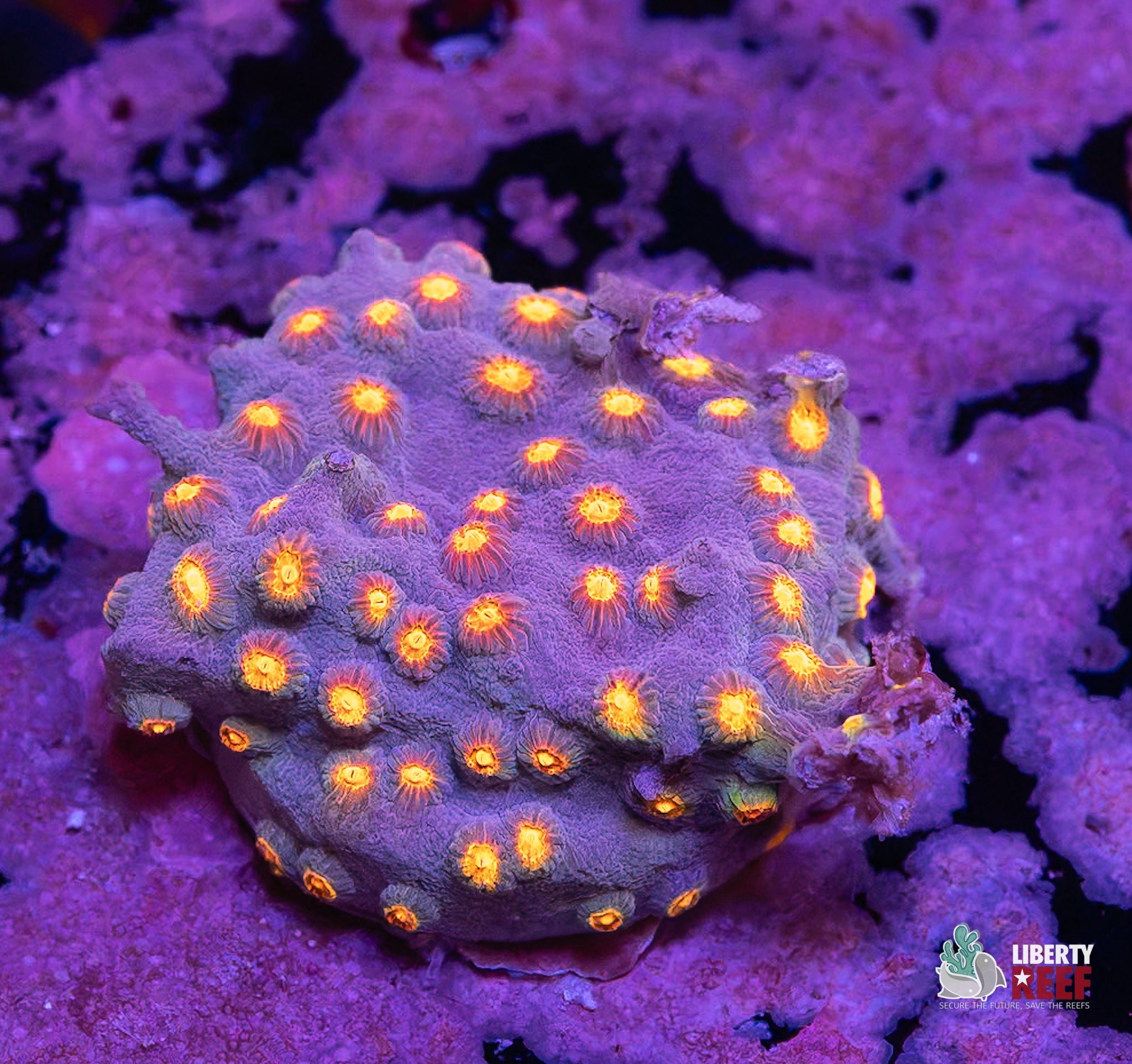 Vibrant Orange Polyp Cyphastrea