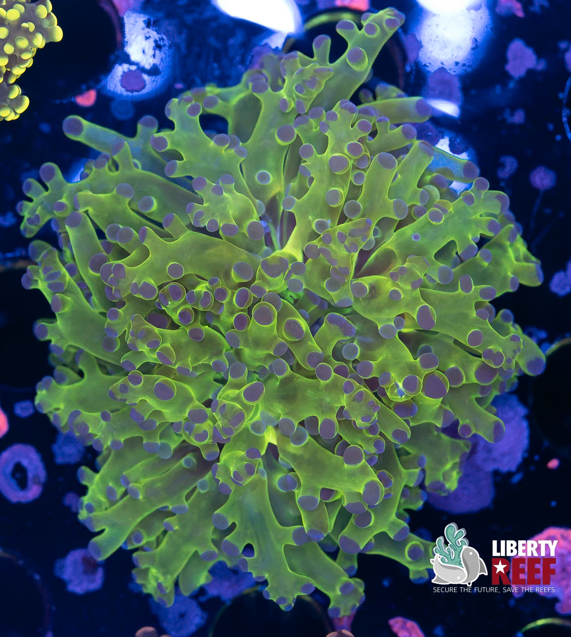 Toxic Frogspawn