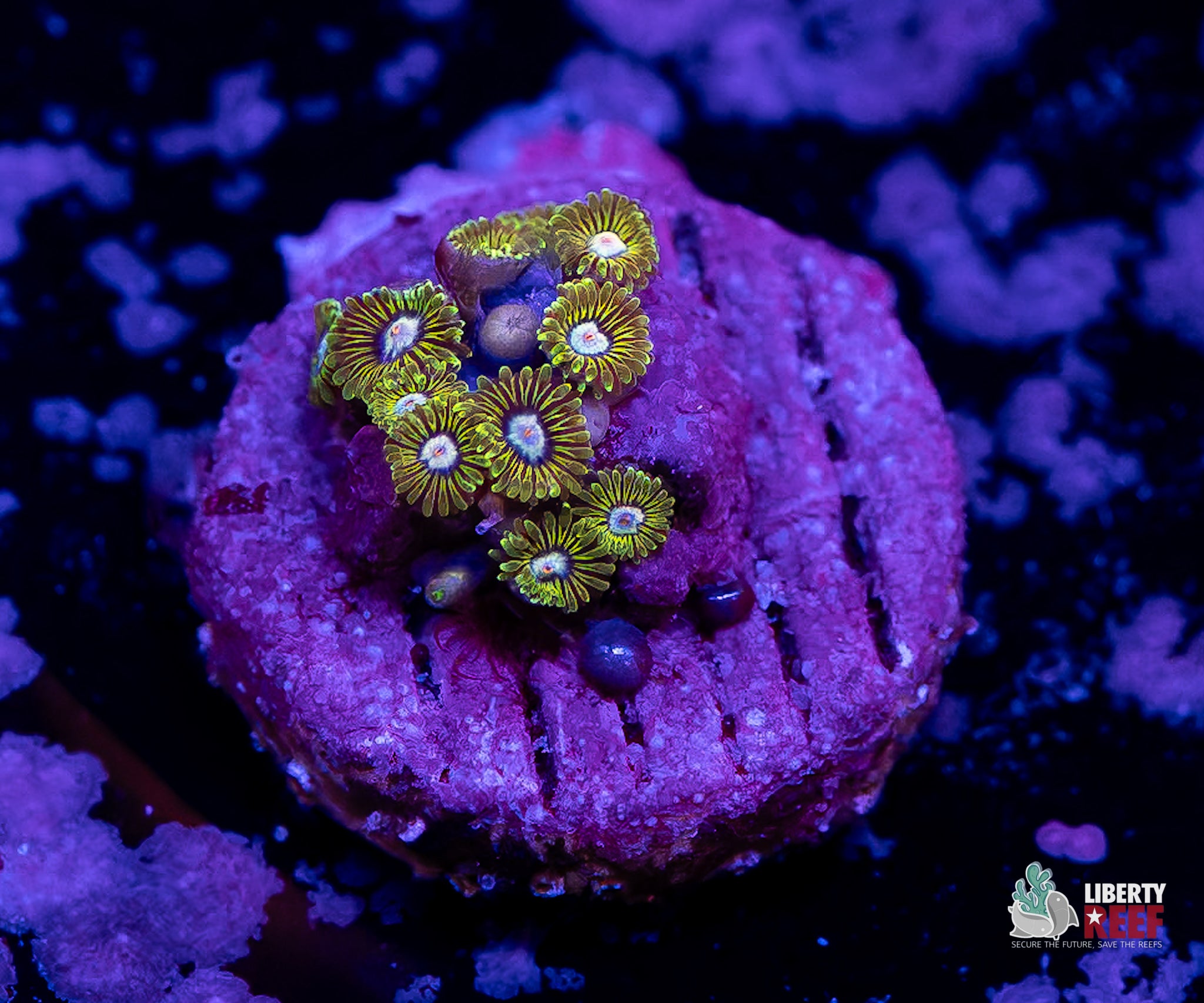 10/31 Online Auction