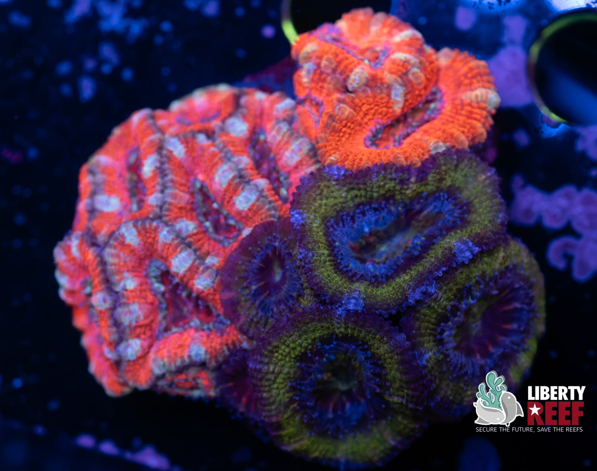 Ultra Acan Garden