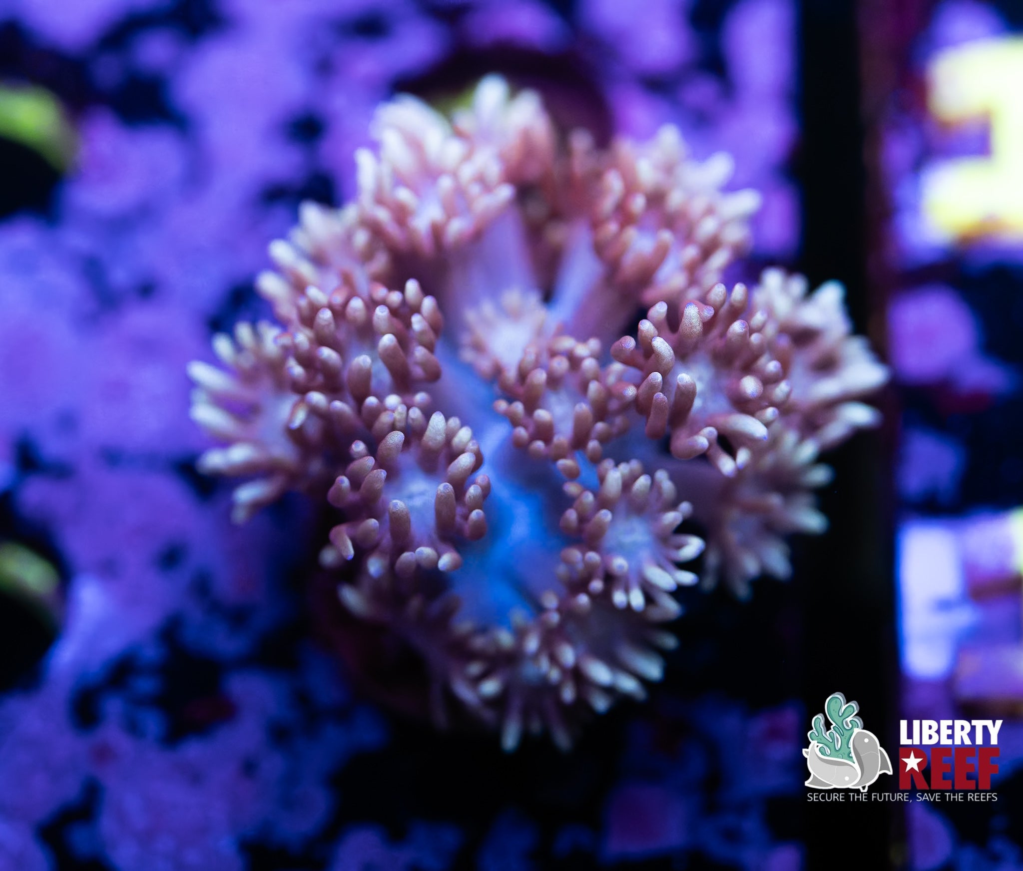 Purple Haze Goniopora